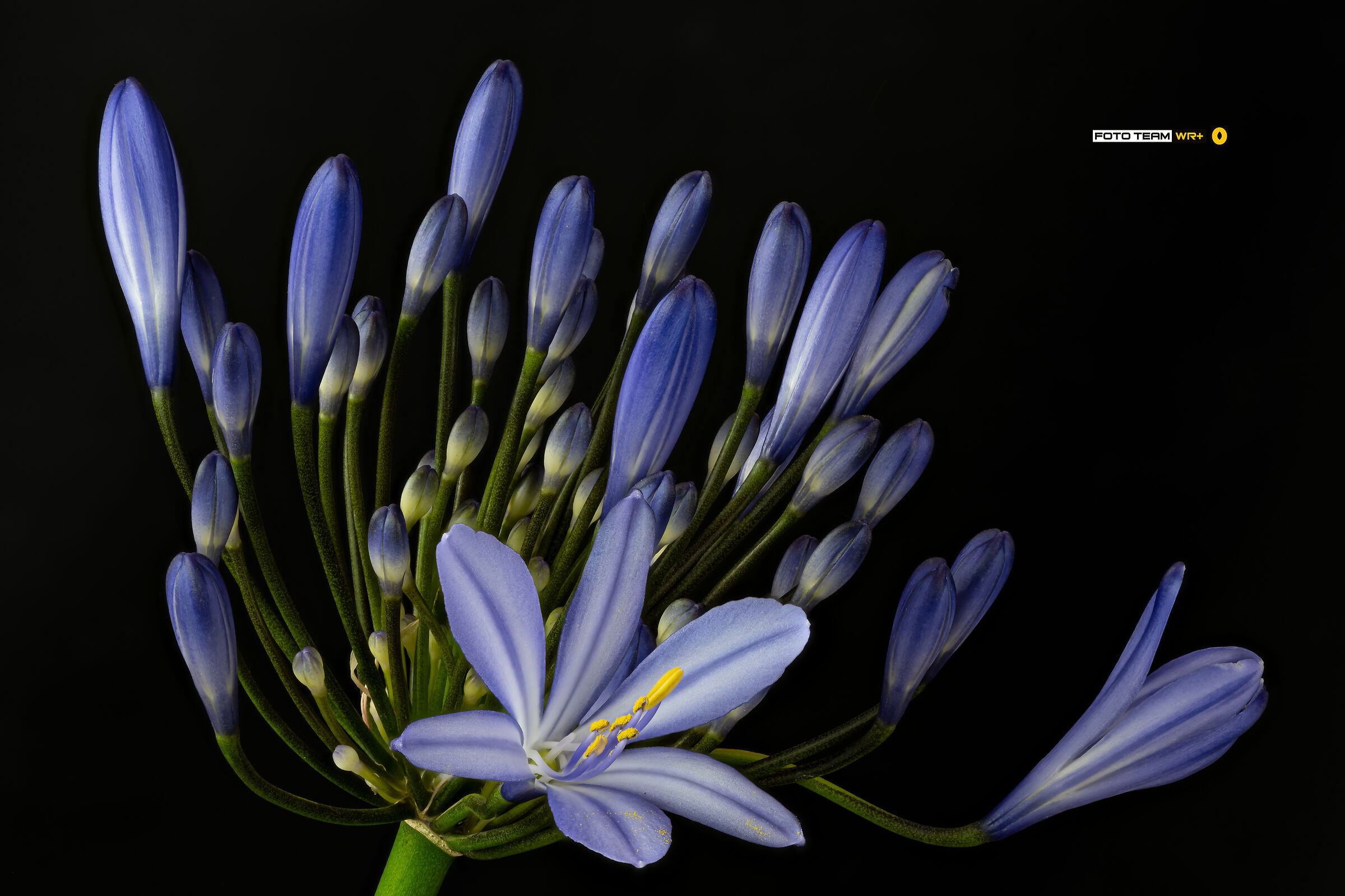 Agapanthus
