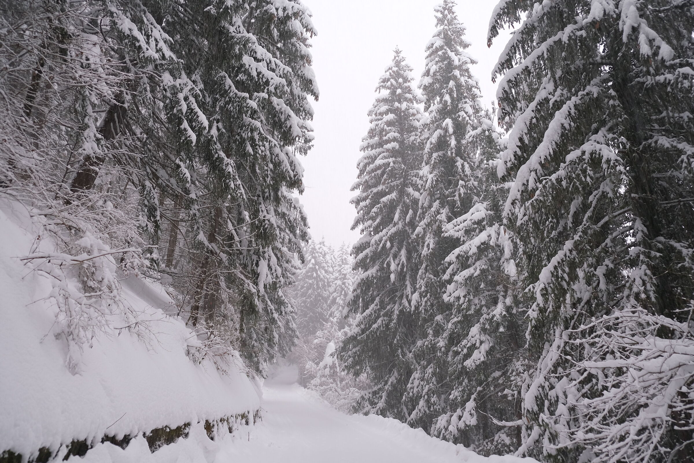 Magici pini innevati
