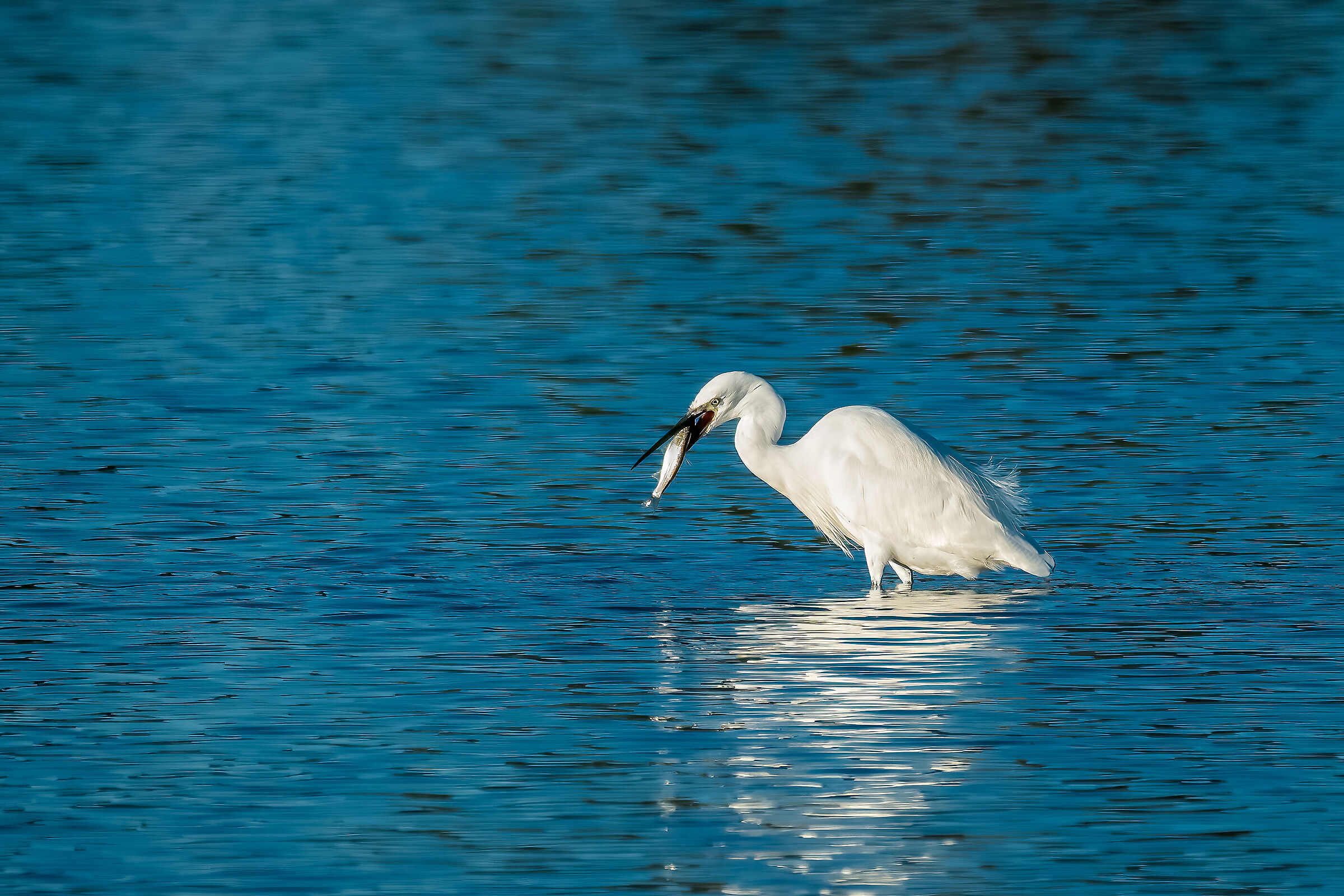 Egret