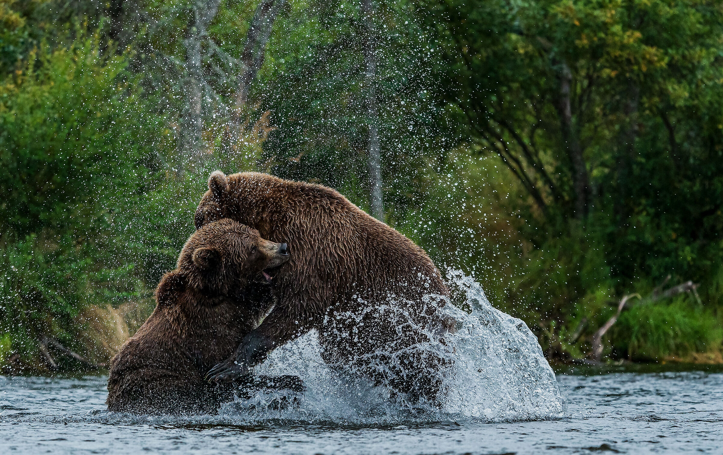 La rissa, Alaska Katmai National Park