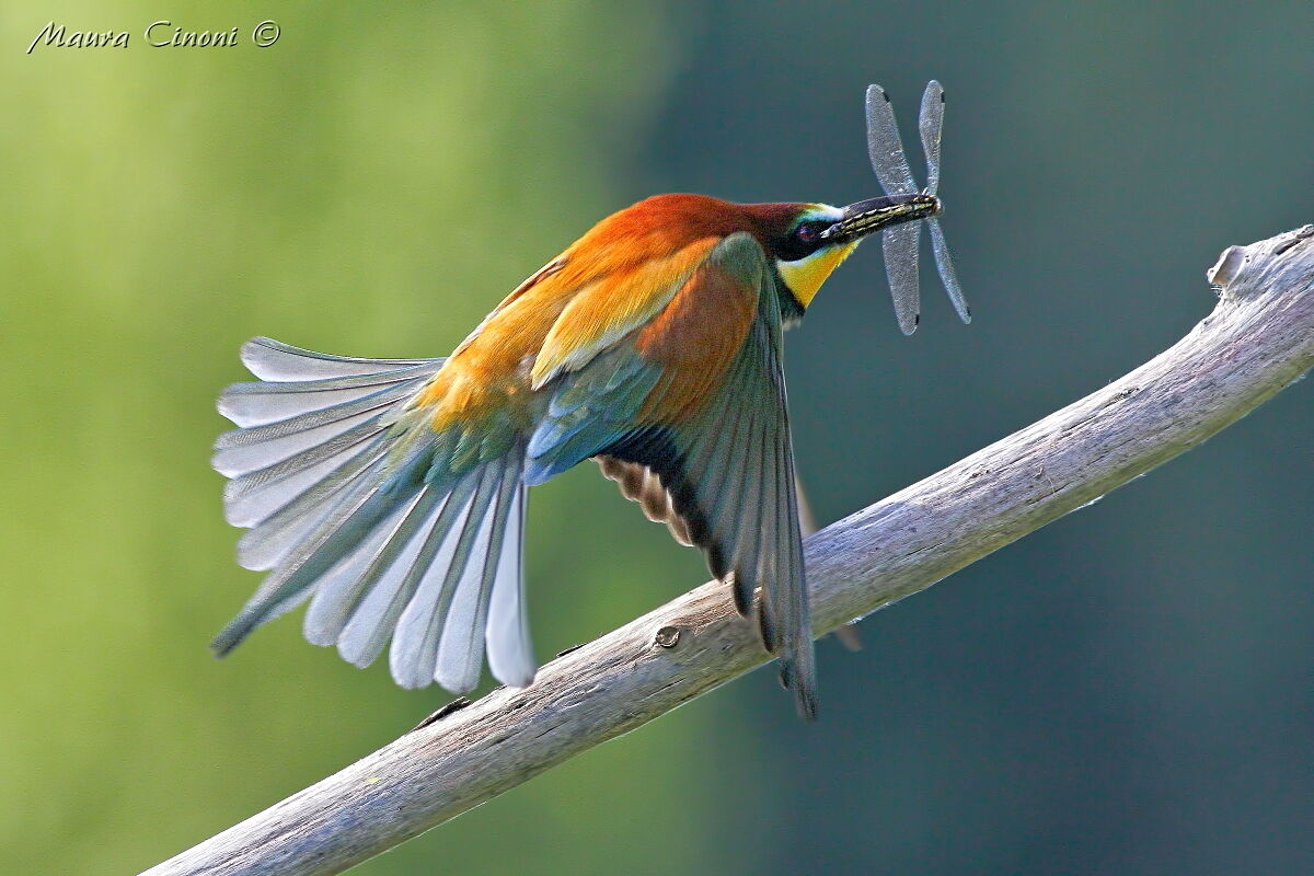 Gruccione: Volo e preda