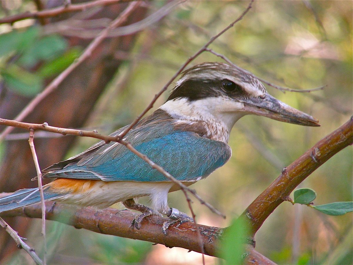 Martin pescatore sacro