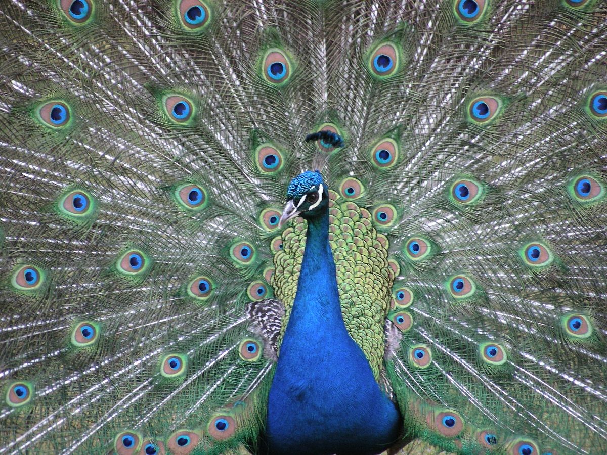 Pavone comune o Pavone Blu. Pavo cristatus.