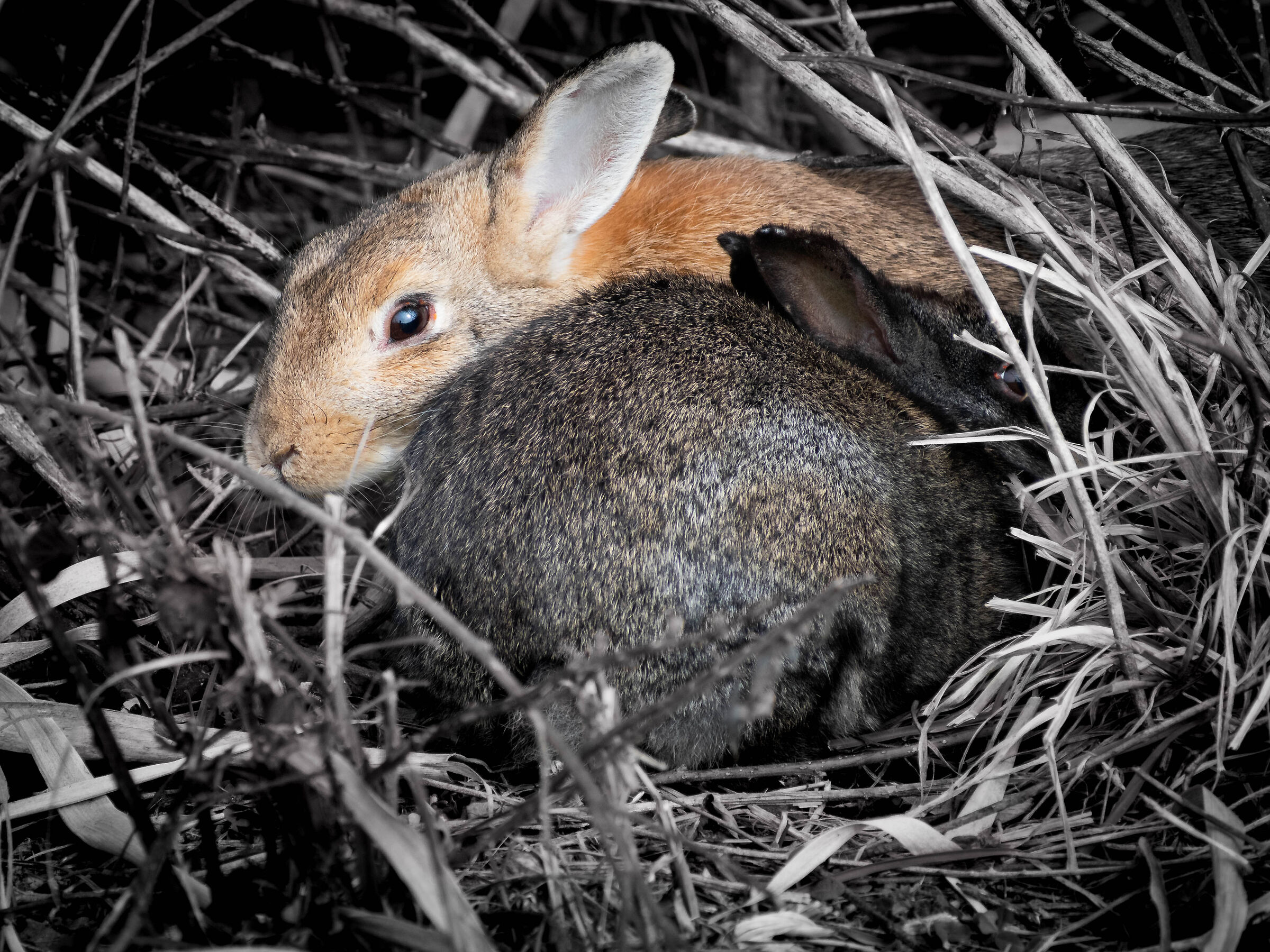 Nella tana del coniglio