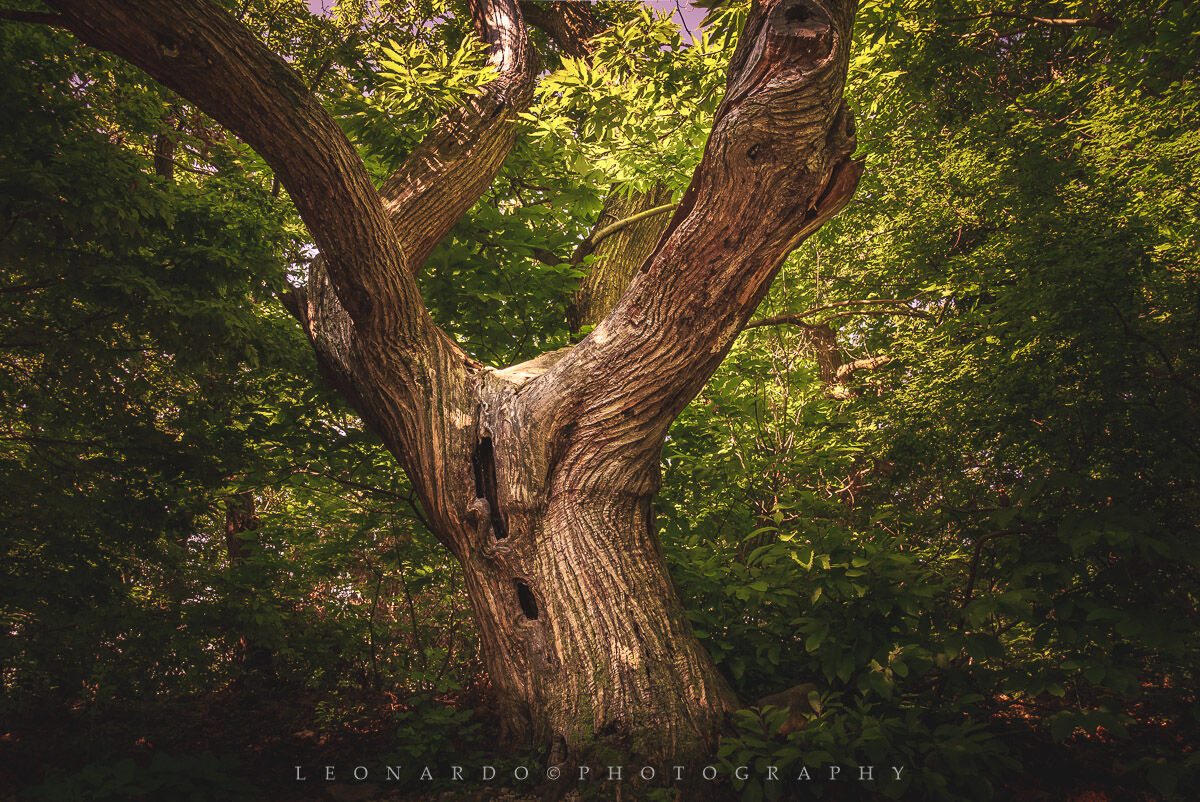 Marronari (Colli Euganei)