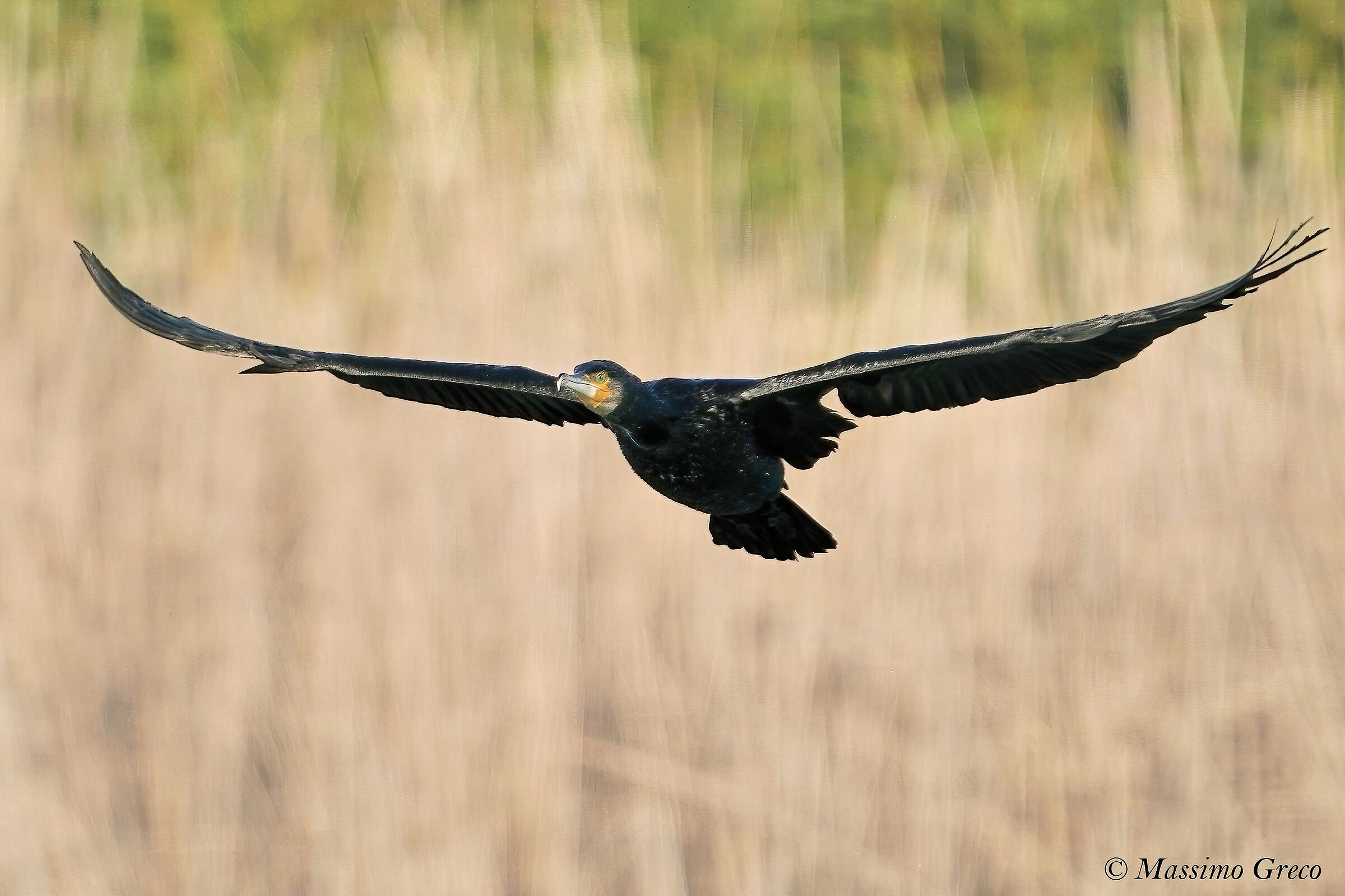 Cormorant (Phalacrocorax carbo)