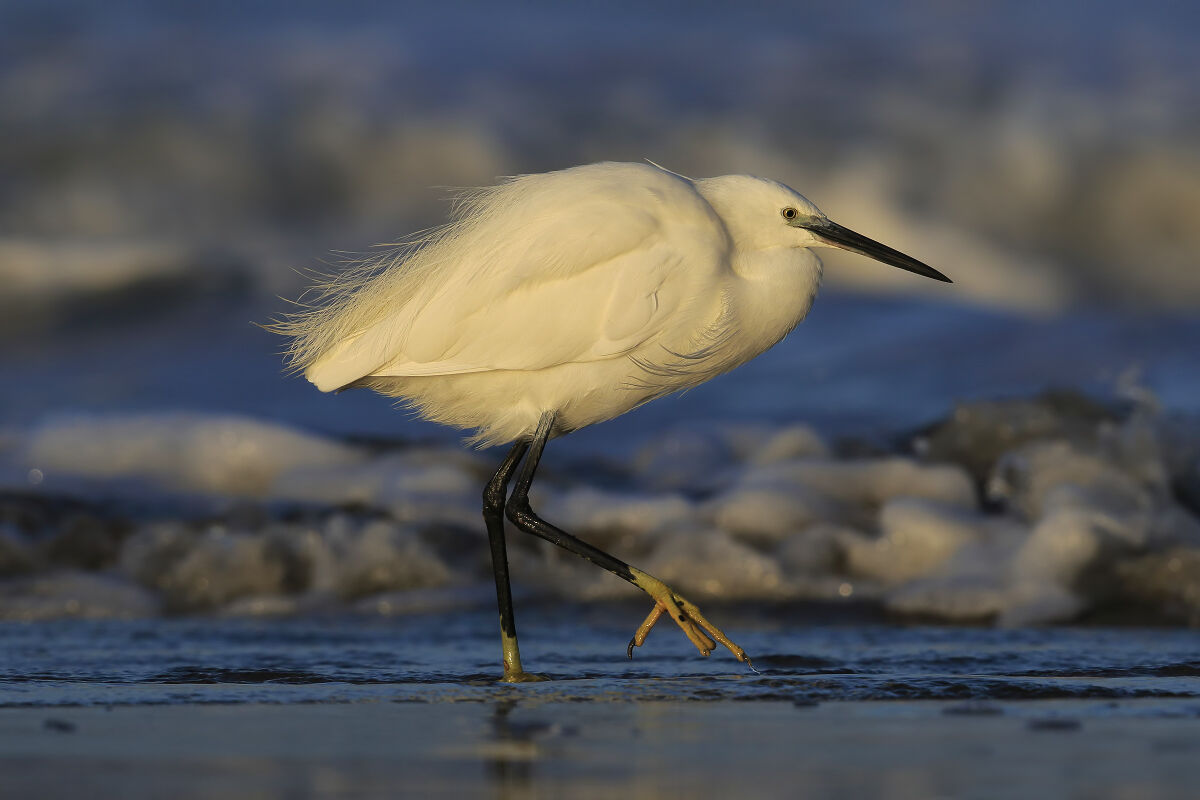 Egret