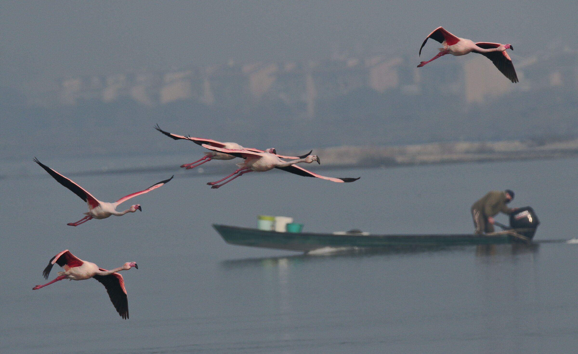 fenicotteri rosa   (ambiente di valle).