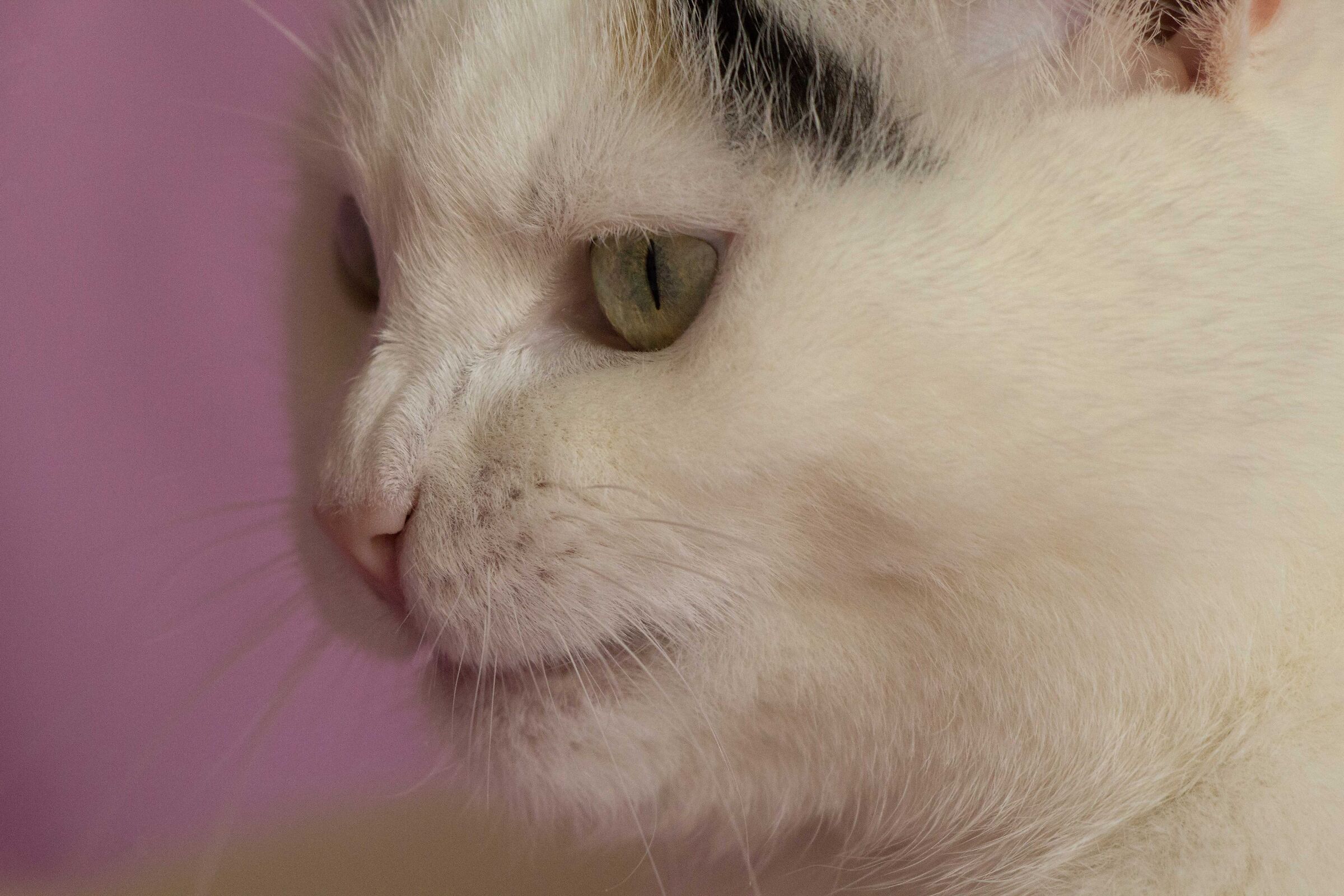 If you don't stop photographing me, I'm going to bite you!!!