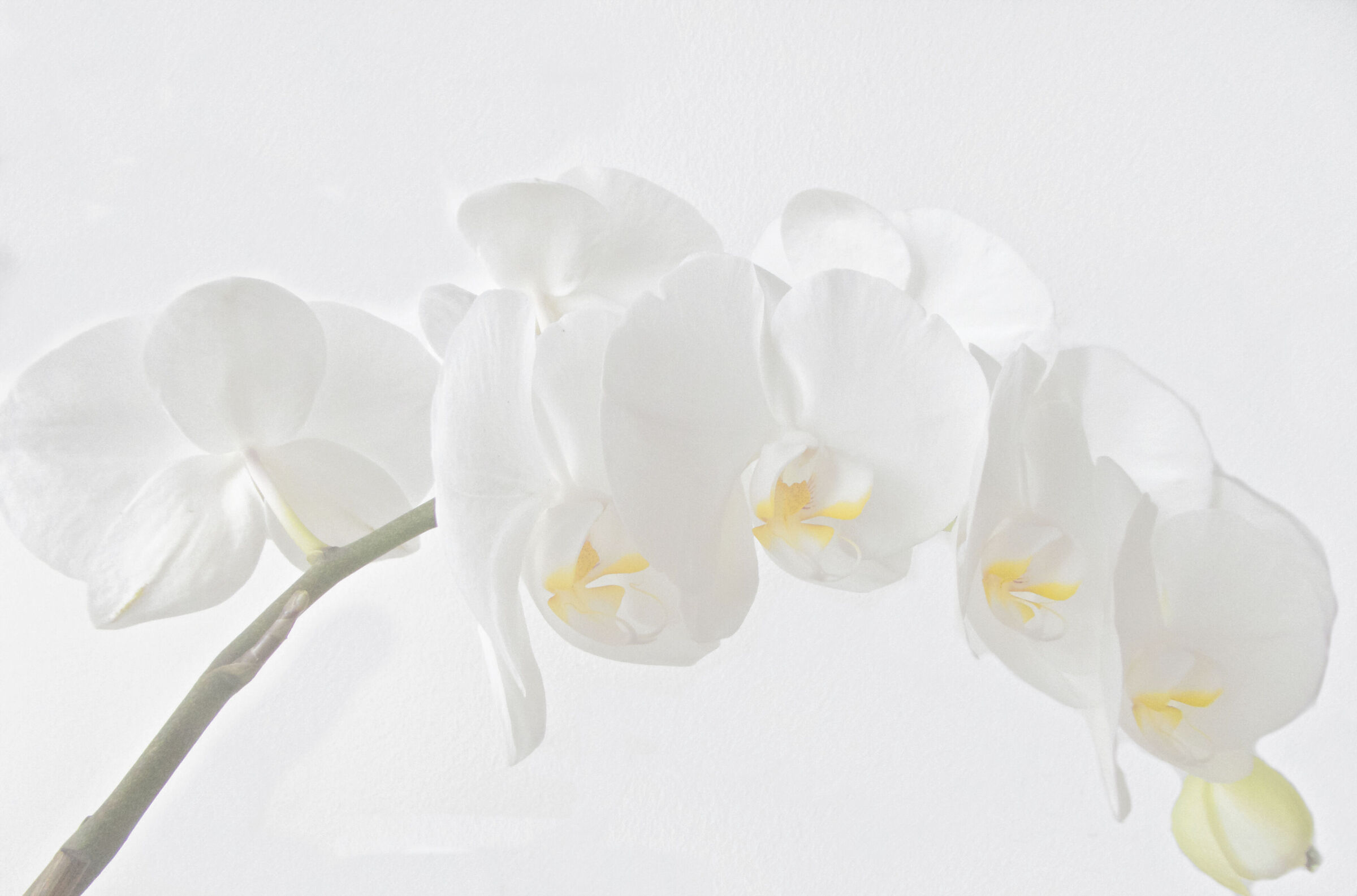 White Phalaenopsis