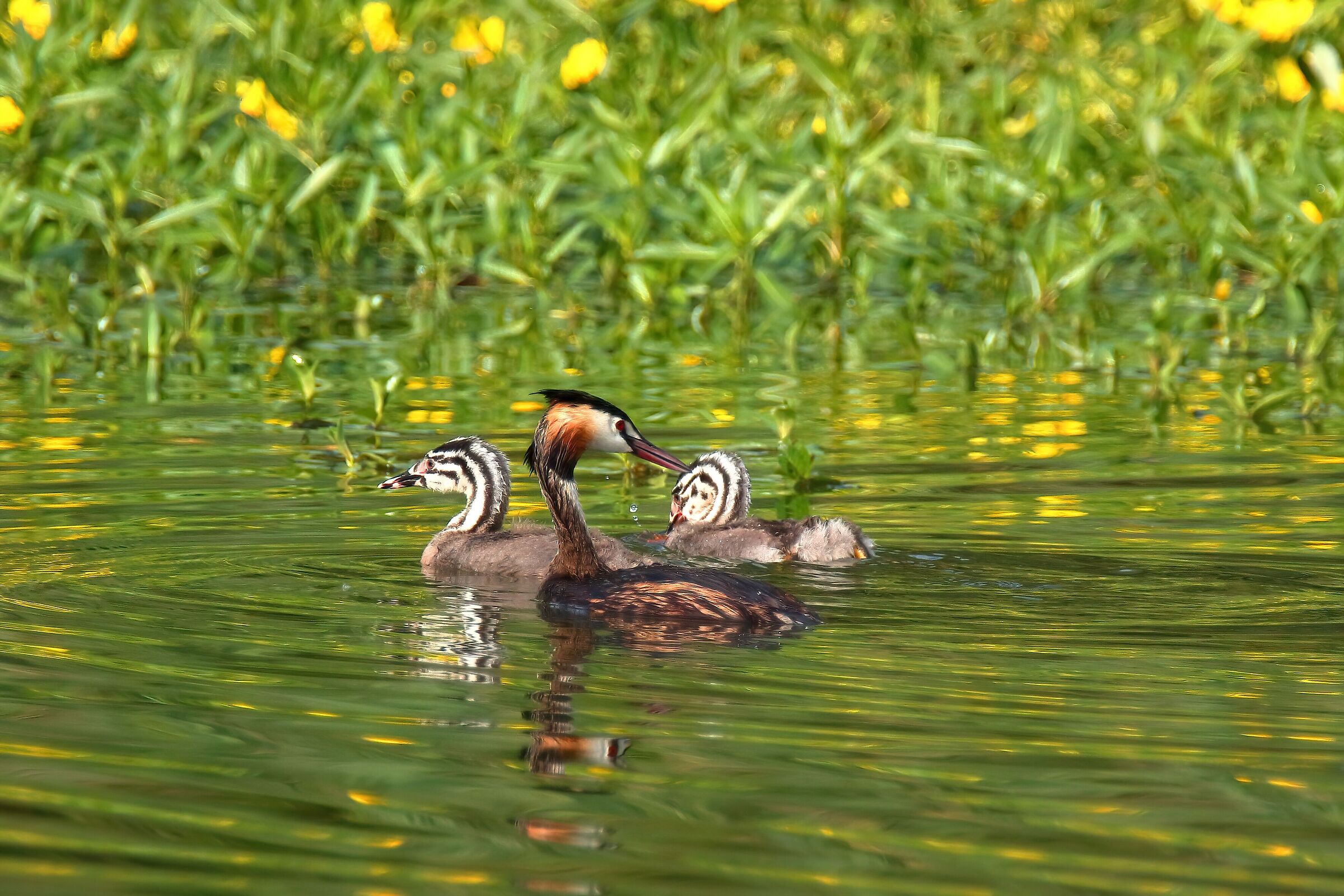 Svasso maggiore con pulli