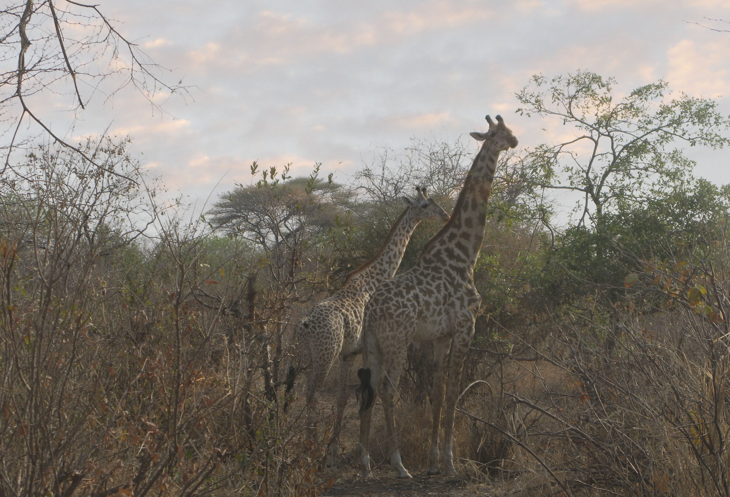Giraffe couple
