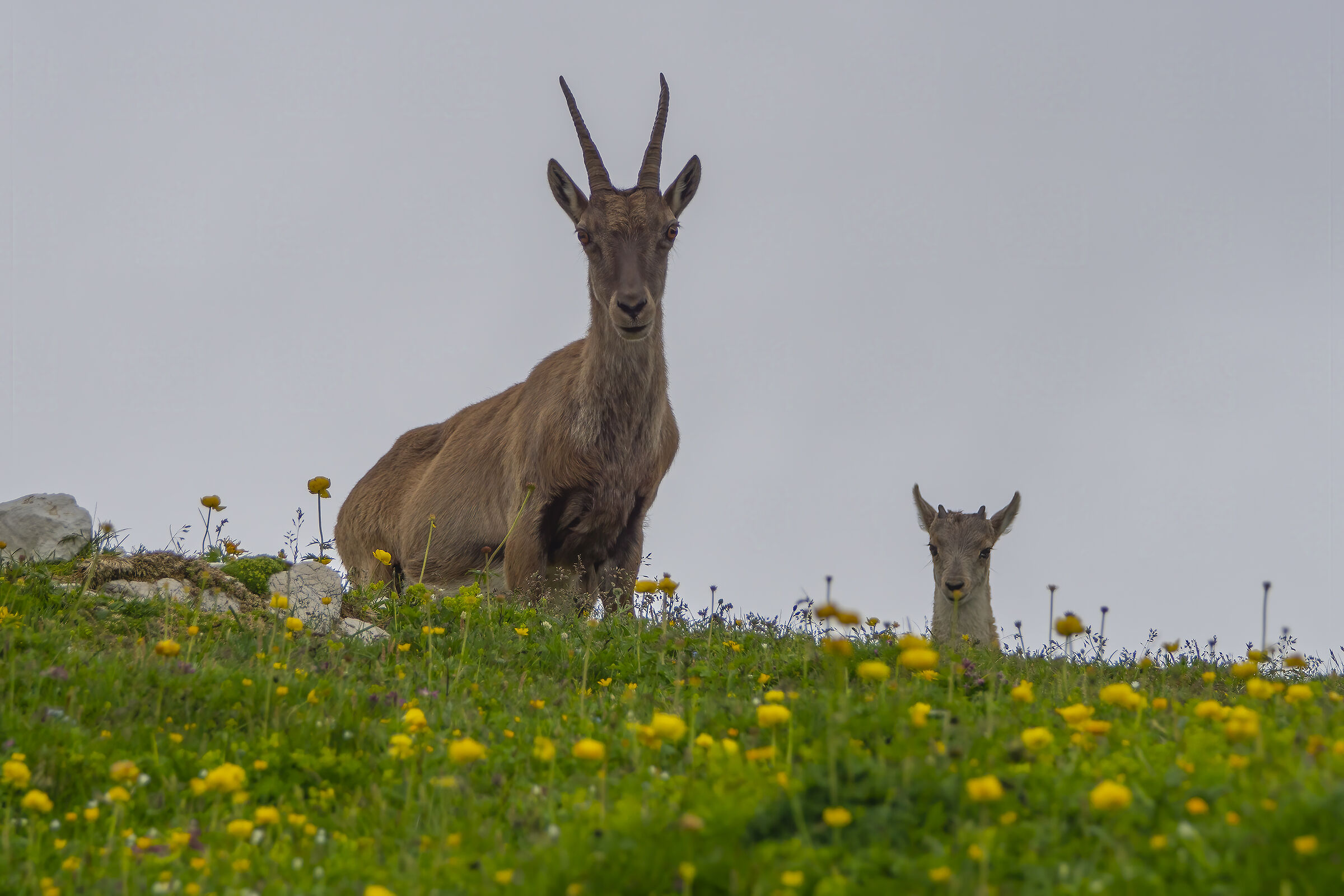 Mom and baby ibex