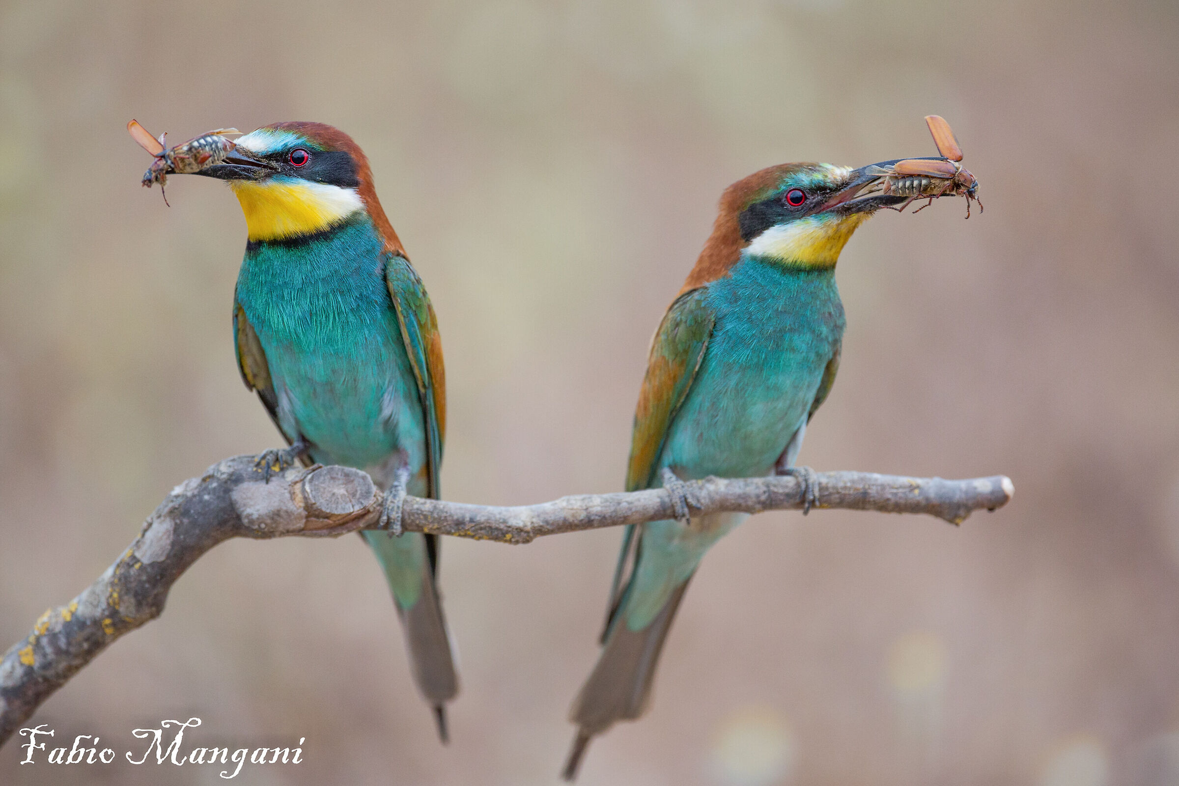 Coppia di gruccioni con preda