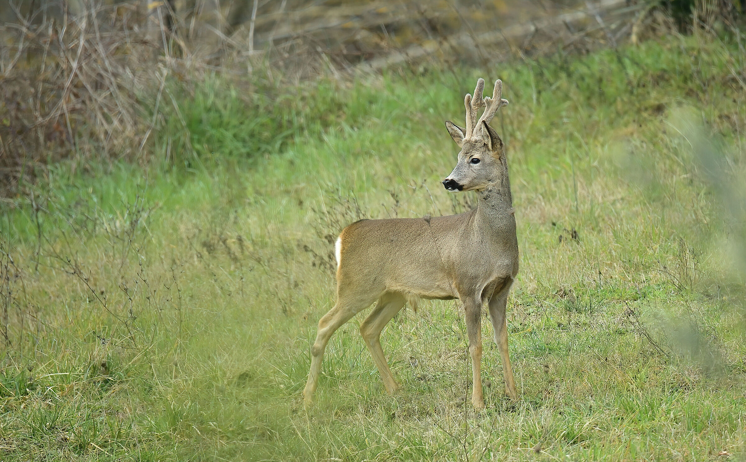 Roe deer m.