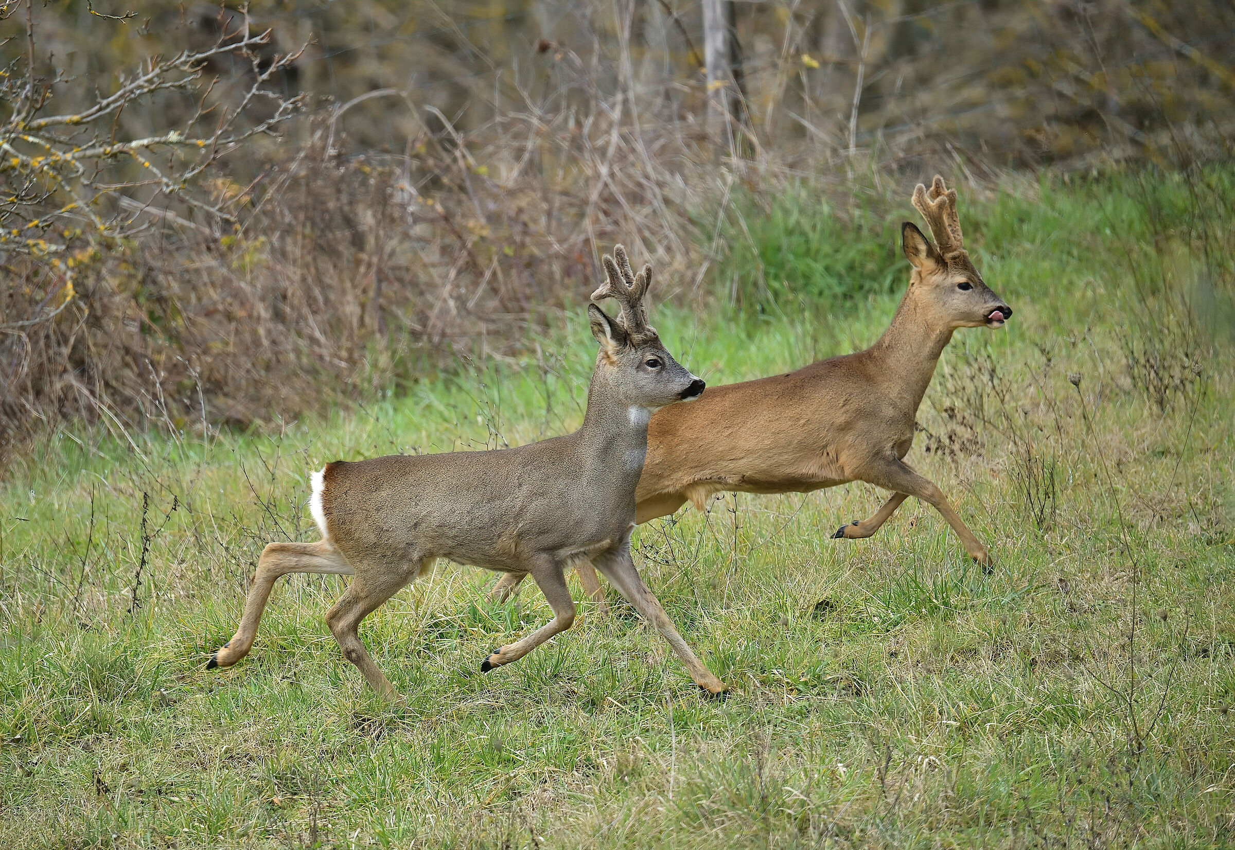 roe deer m.