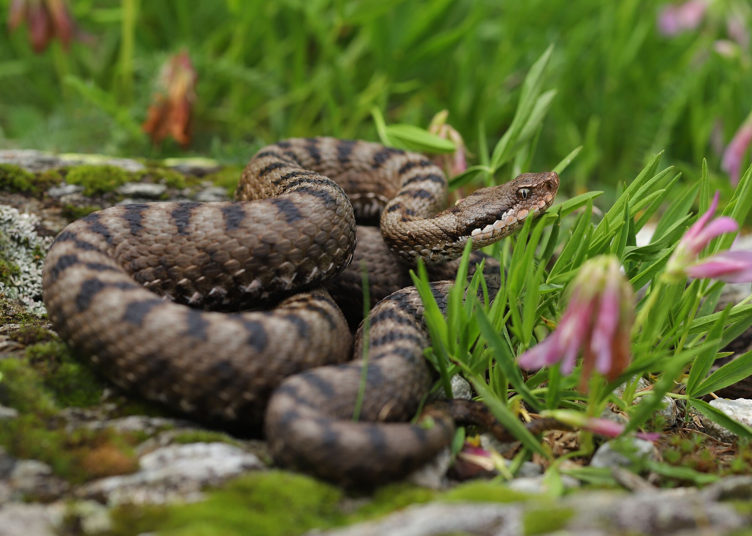 Vipera aspis aspis ex atra, femmina