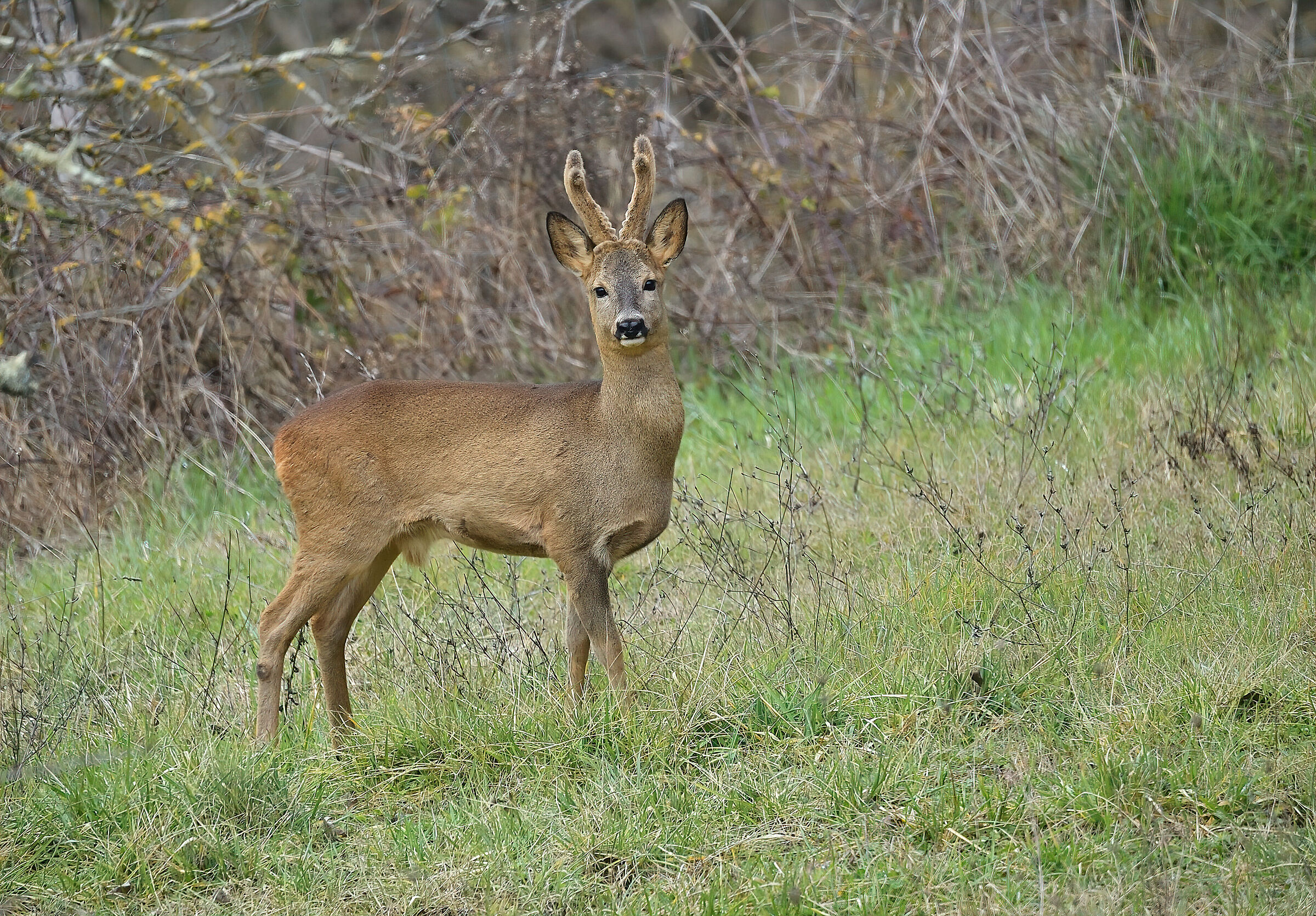Roe deer m.