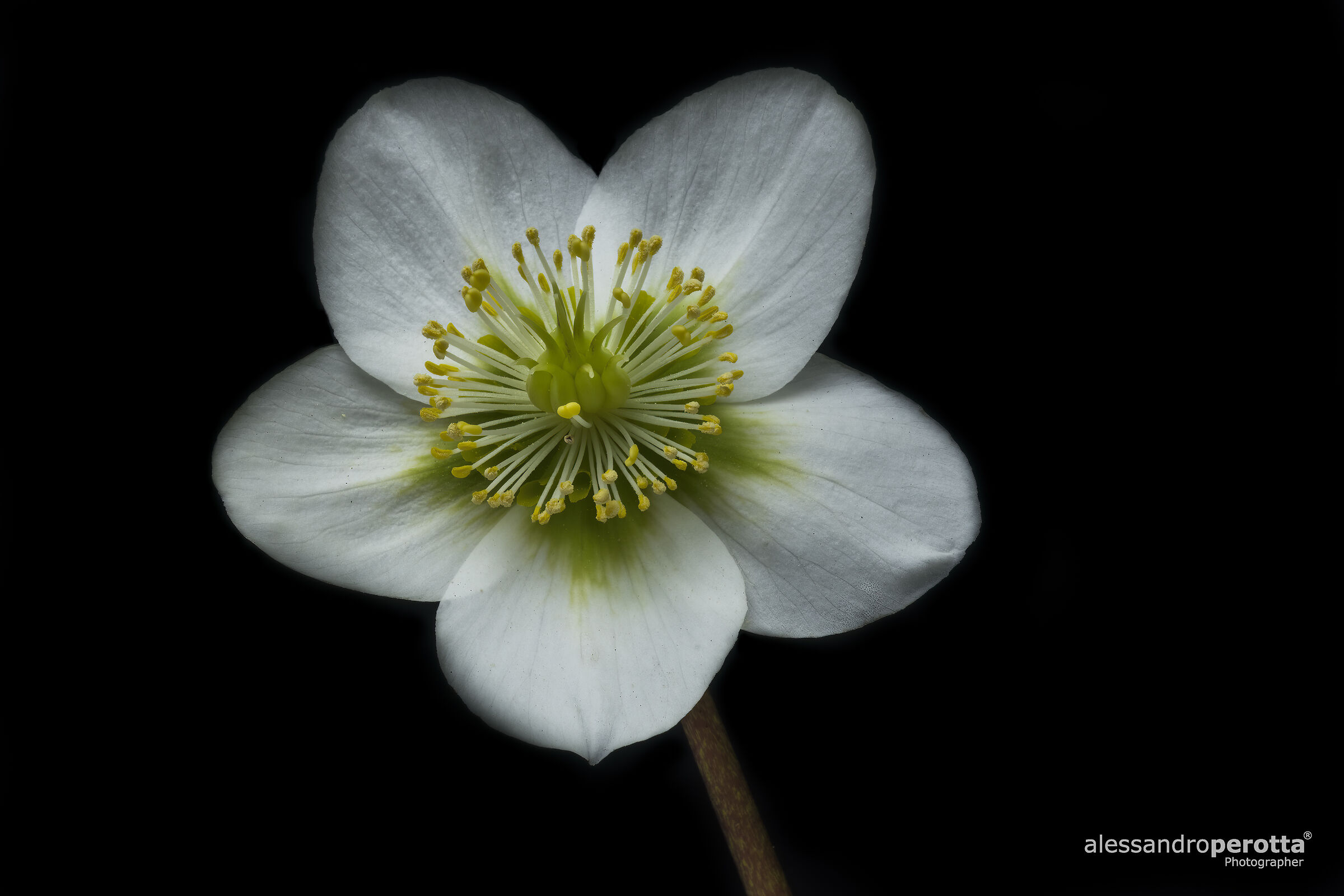 Helleborus