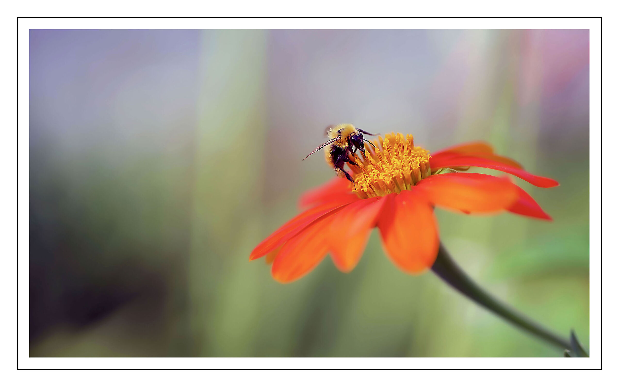 Bee