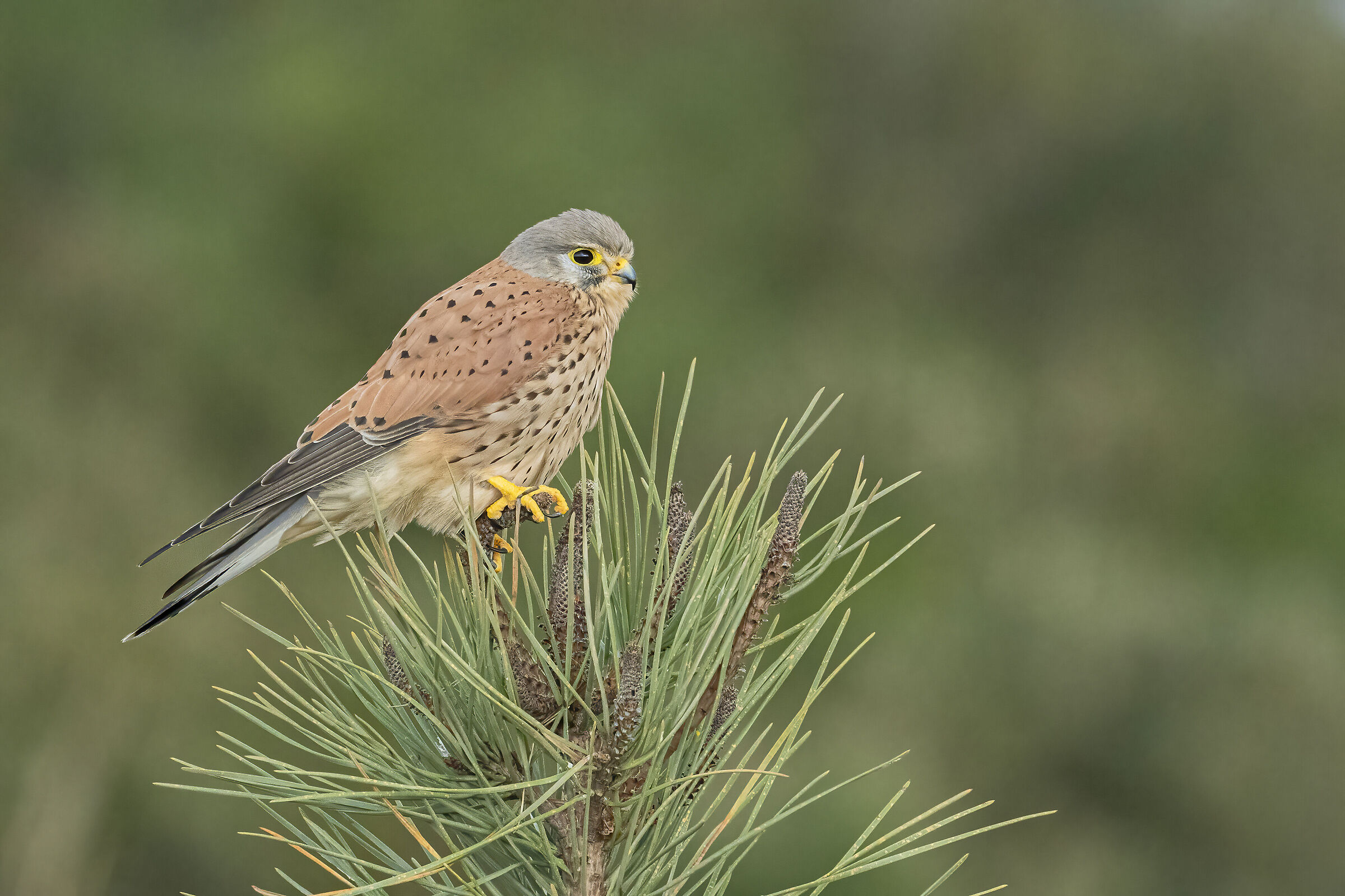 Kestrel
