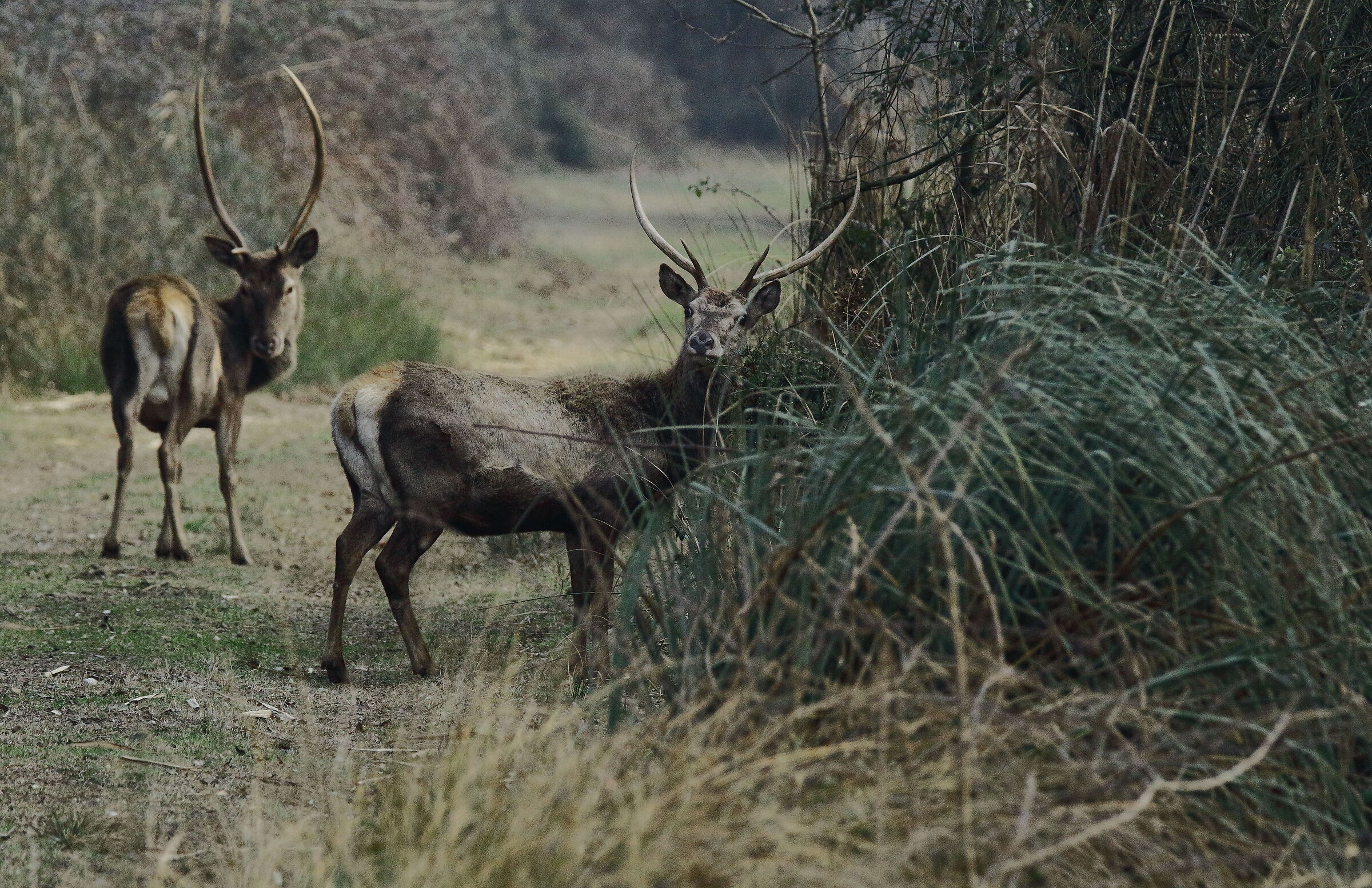 Cervo autoctono del bosco della Mesola (Ferrara).