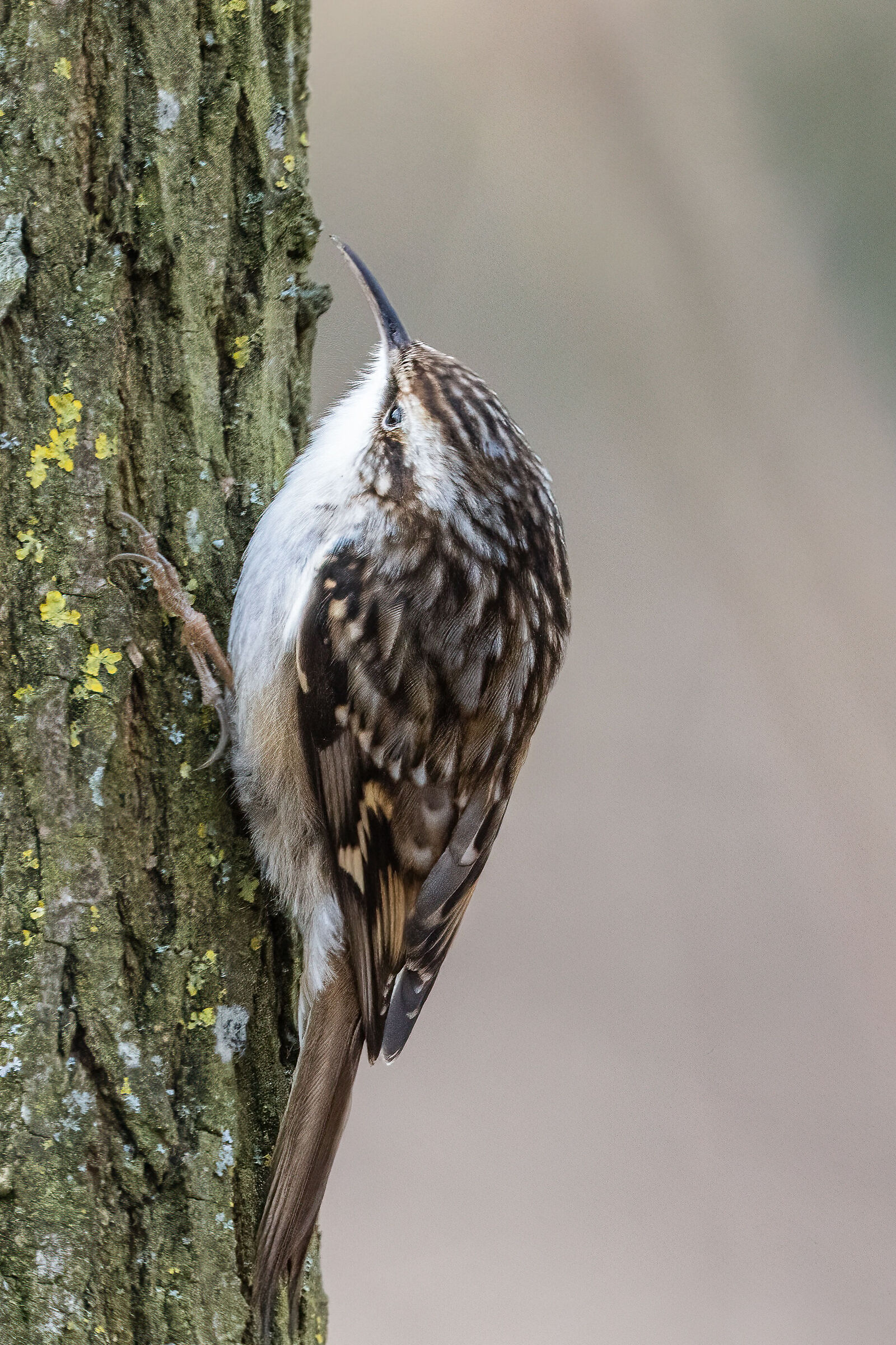 Creeper a dita corte