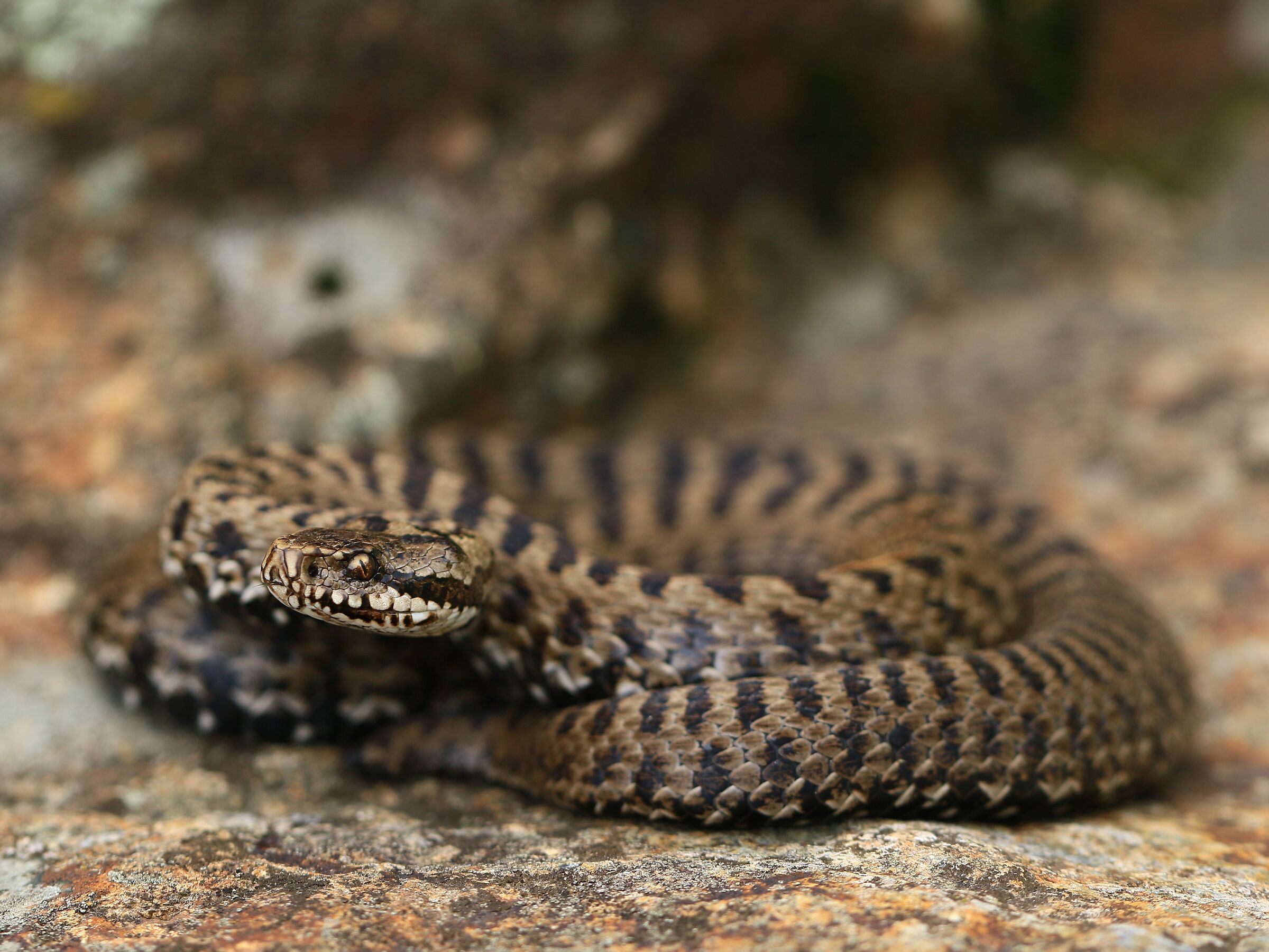 Vipera walser, femmina