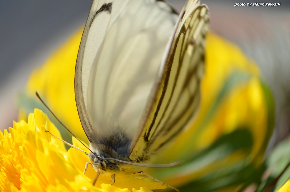 iran.khozstan.may garden