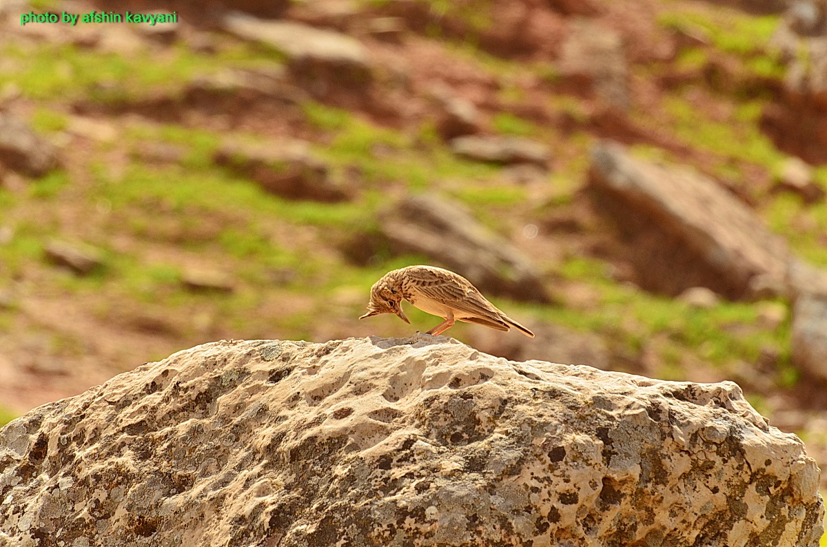 iran.north Khozestan.