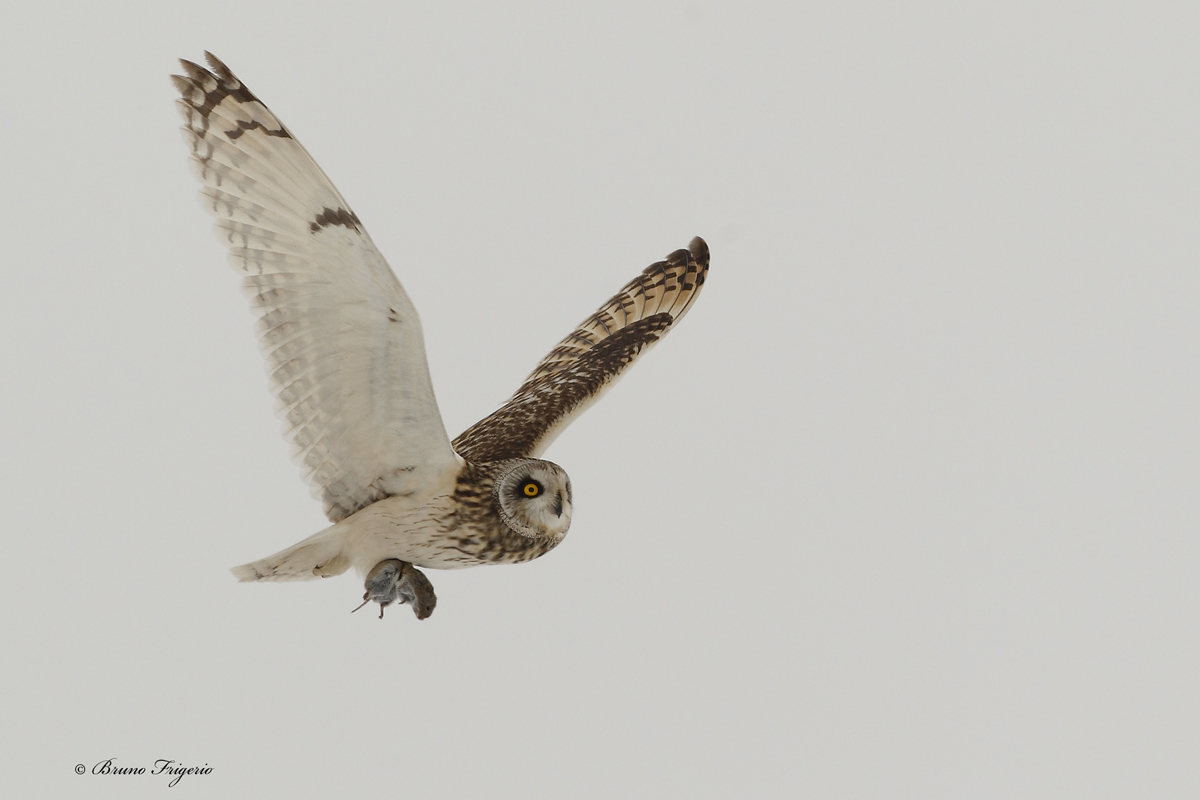 gufo di palude con preda