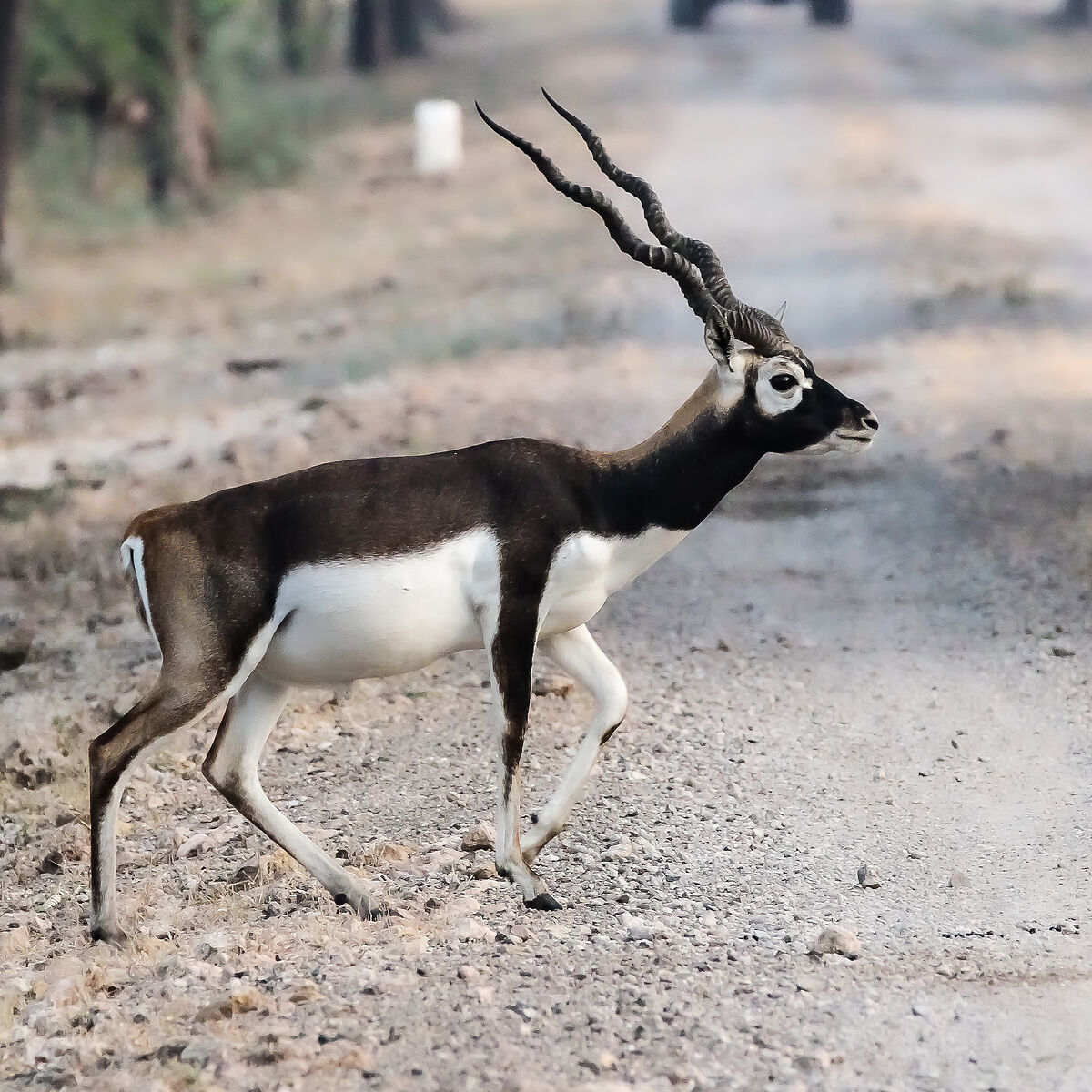 Antilope cervicapra (Antilope cervicapra)