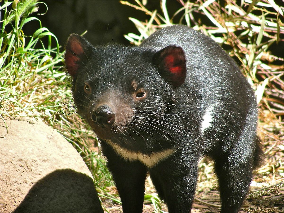 Diavoletto della Tasmania .Sarcophilus harrisii