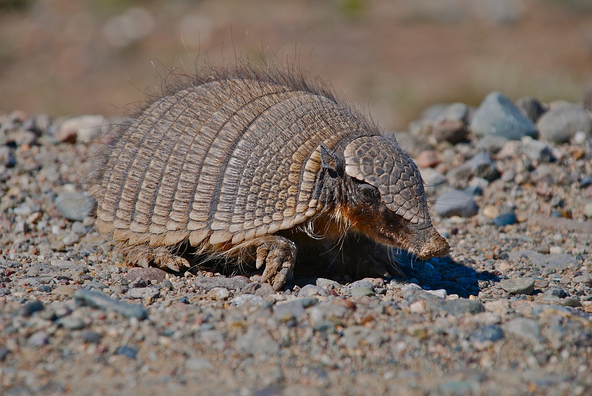 Armadillo
