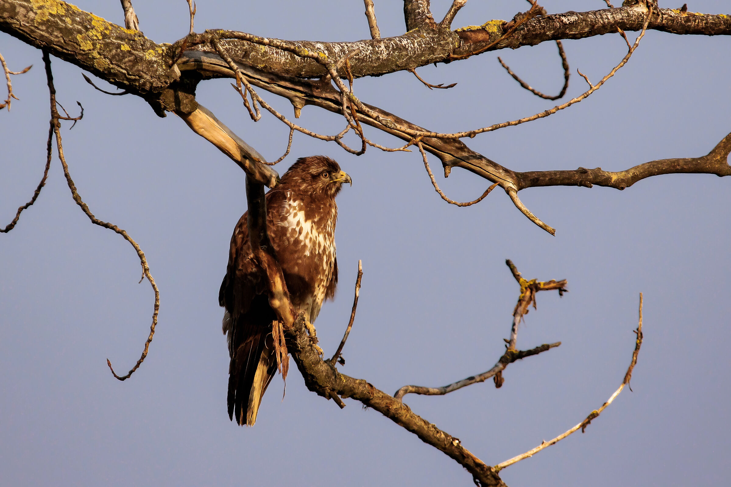 Scrutando l'orizzonte