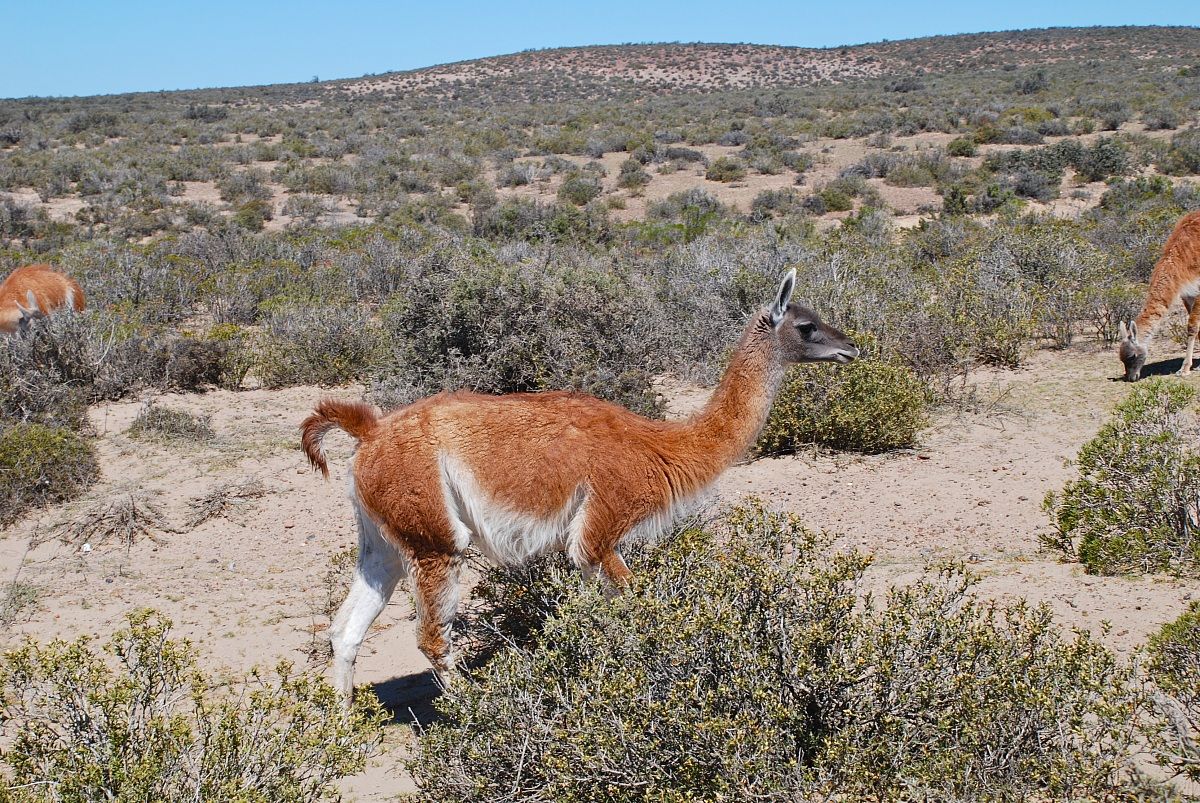 Guanaco. Lama guanicoe.