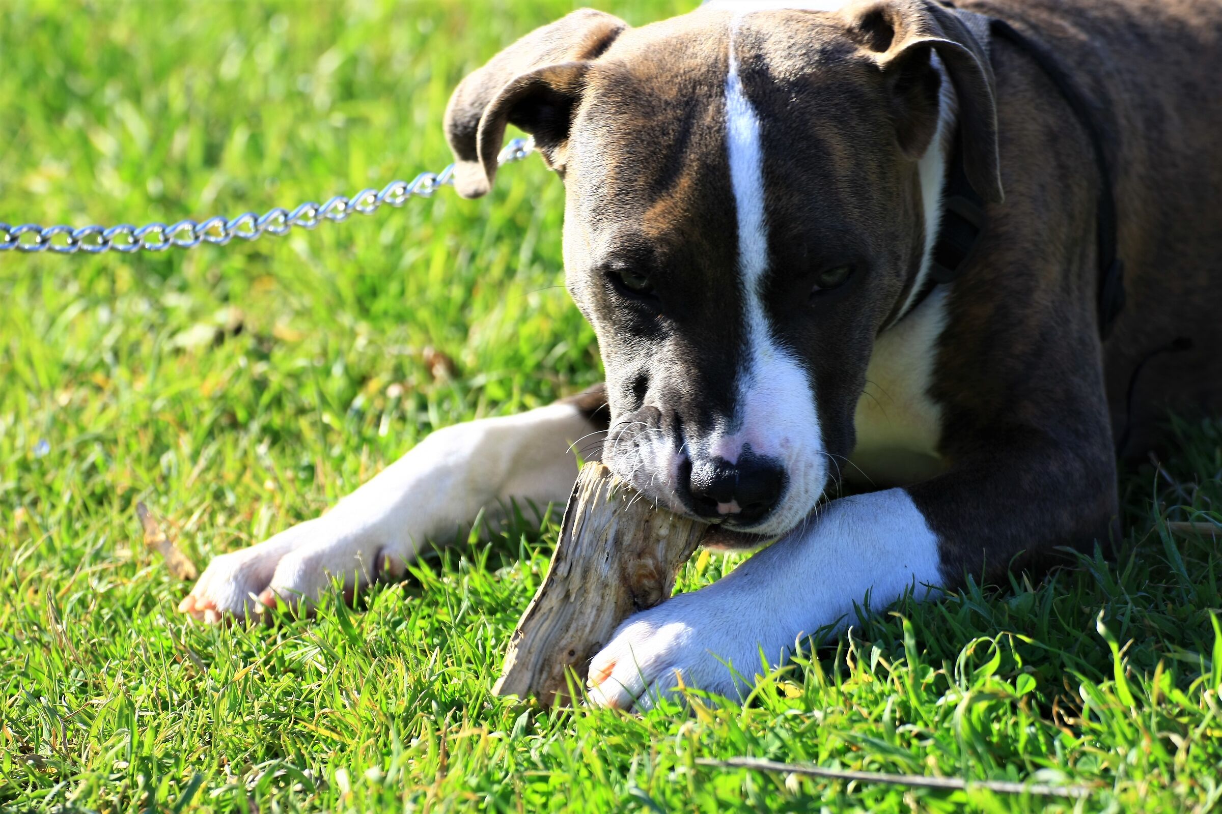 Ma che buon legnetto