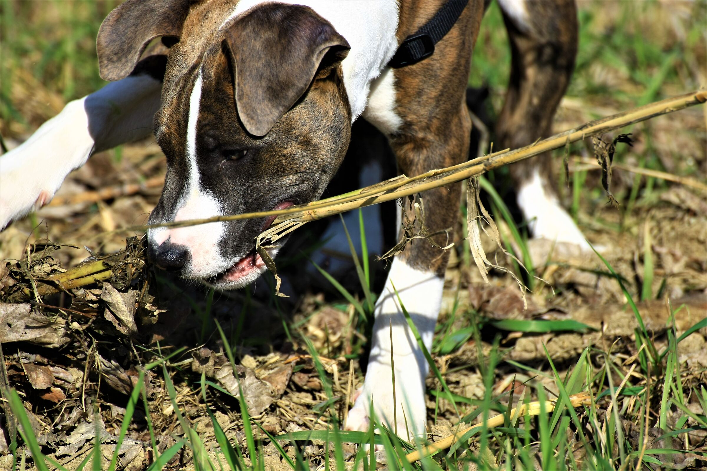 Ma che buon legnetto 2