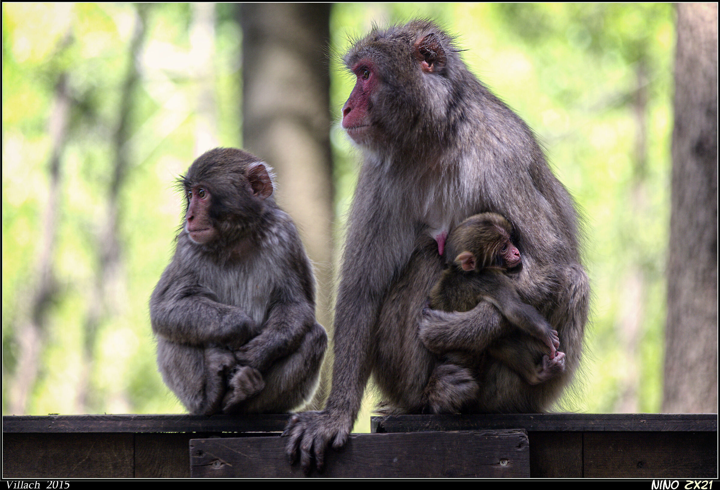 Japanese macaque family