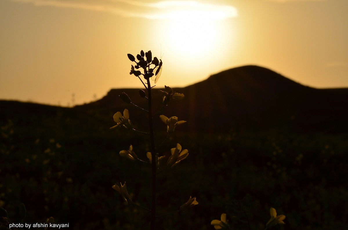 iran.north Khozestan