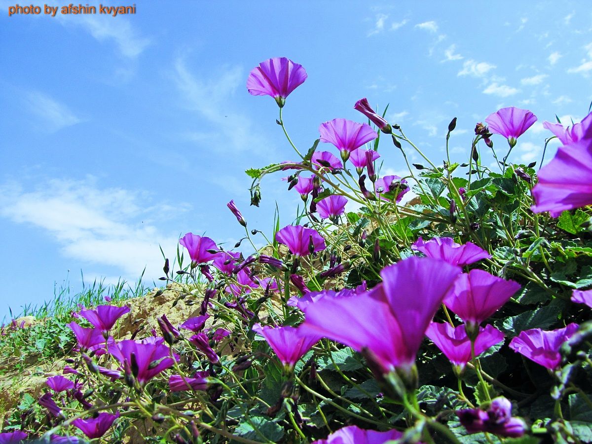 iran.north khozestan.mongere