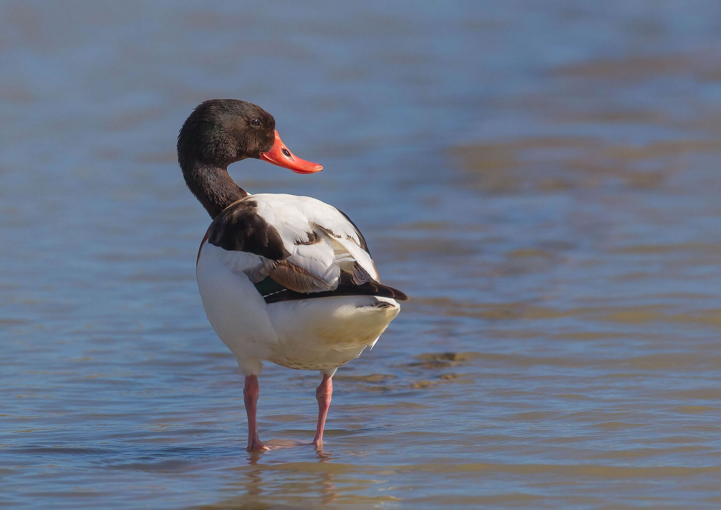 Non è il mio lato migliore!