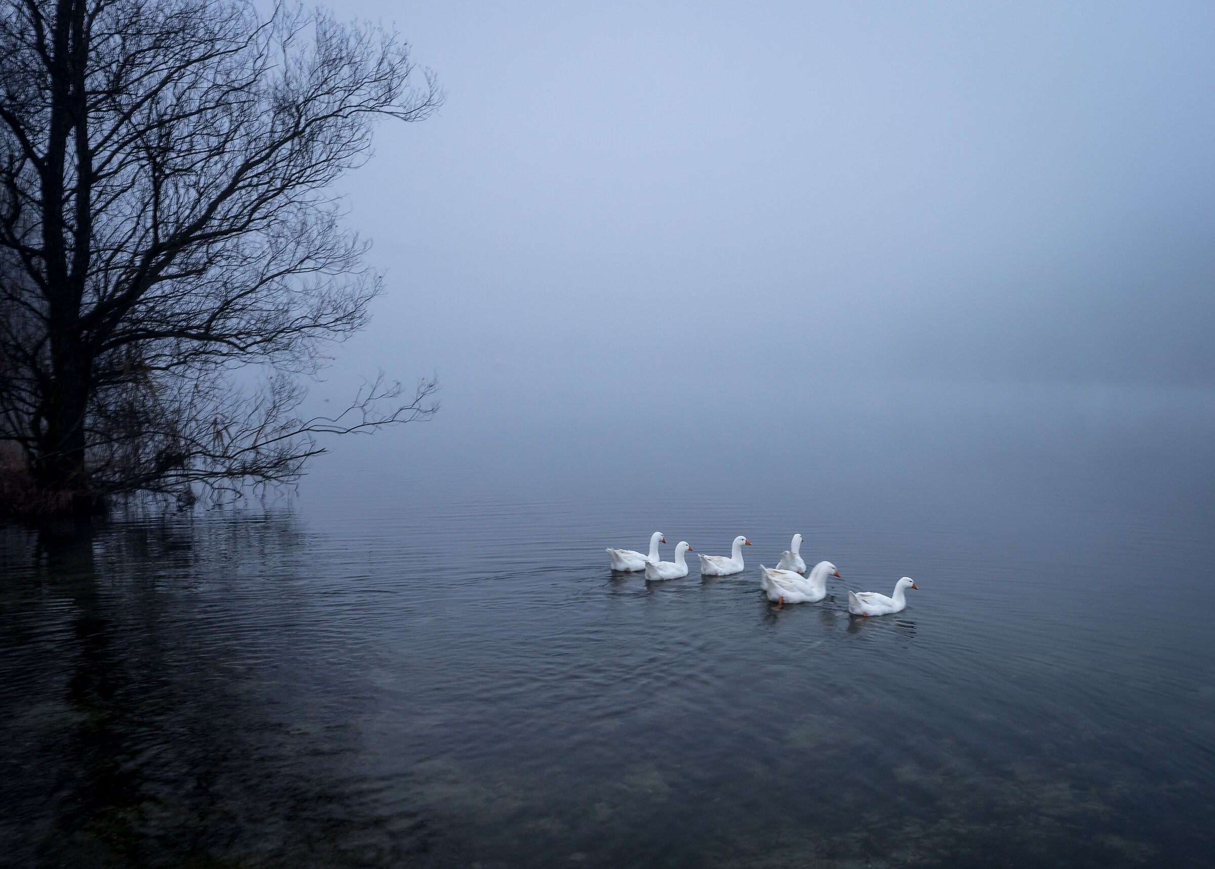 Nell'unità sta la forza.