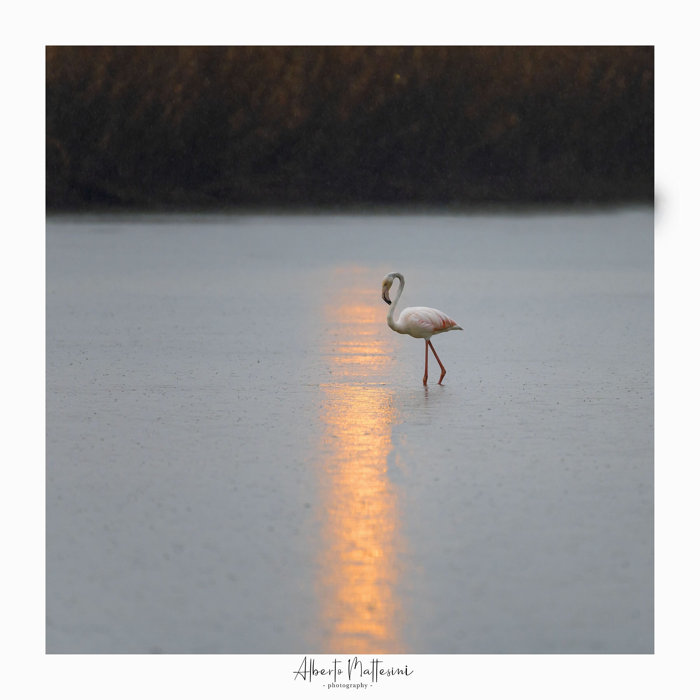 Solitary flamingo