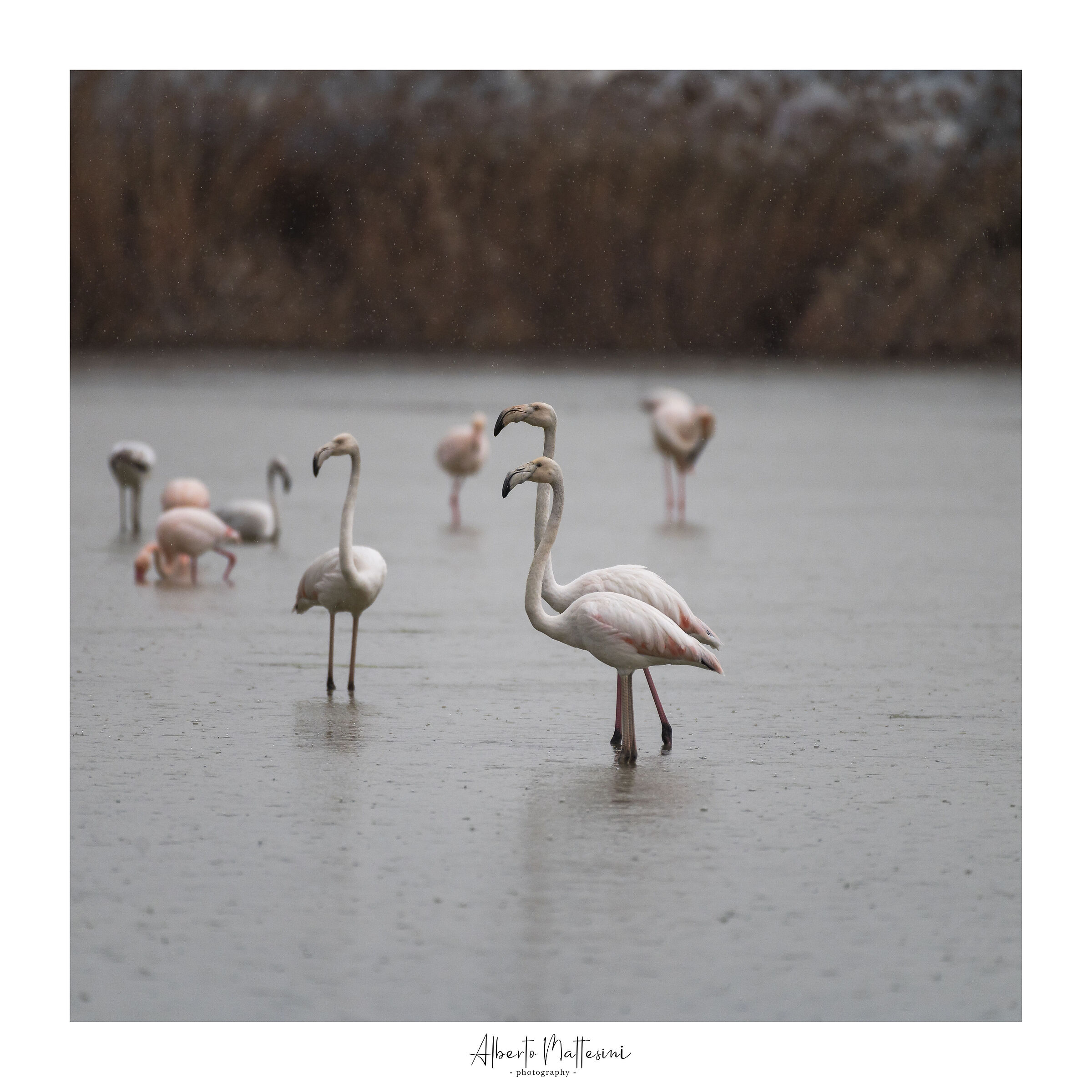 Flamingos