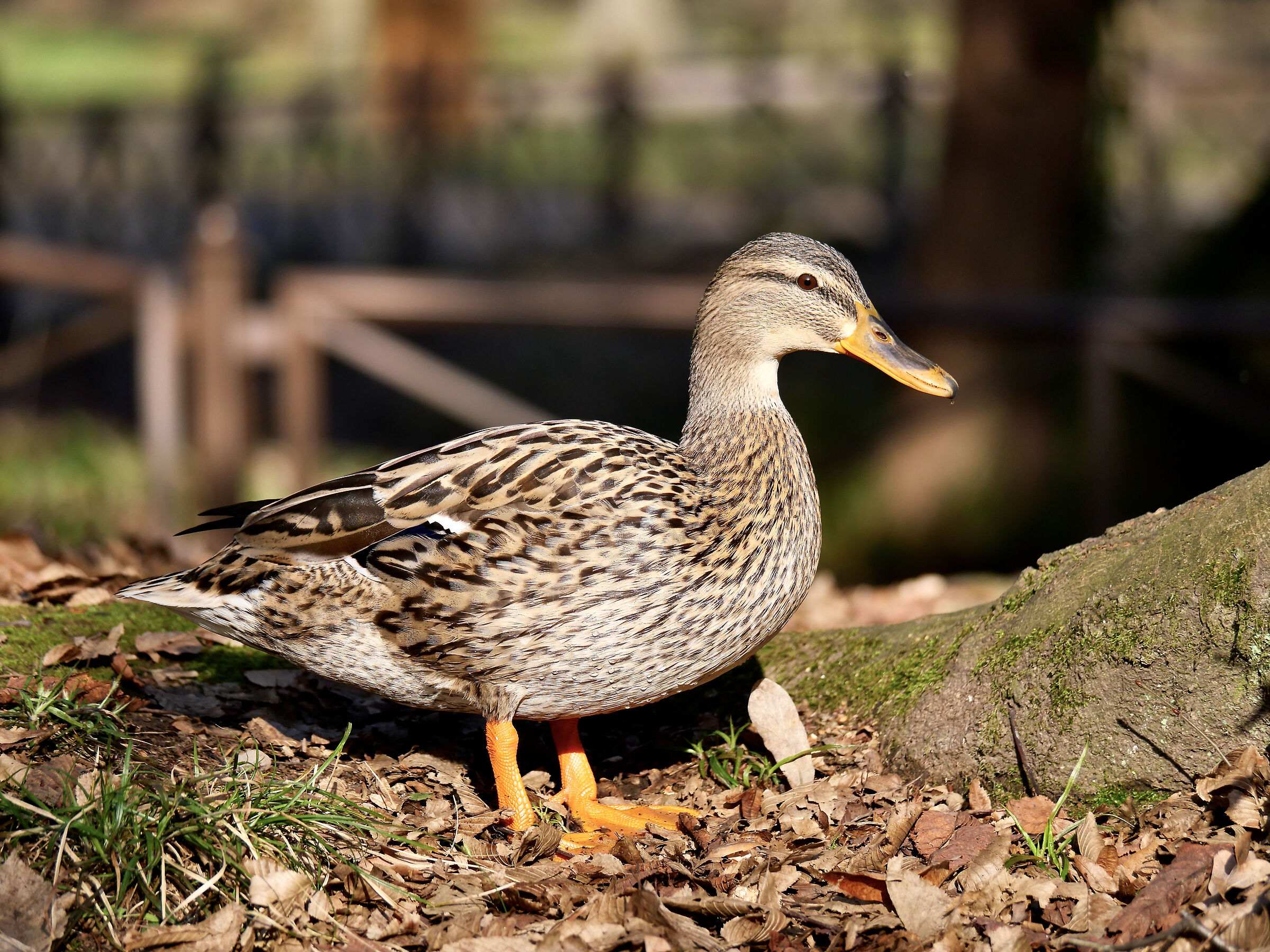 Lo so che mi stai fotografando neh!!!