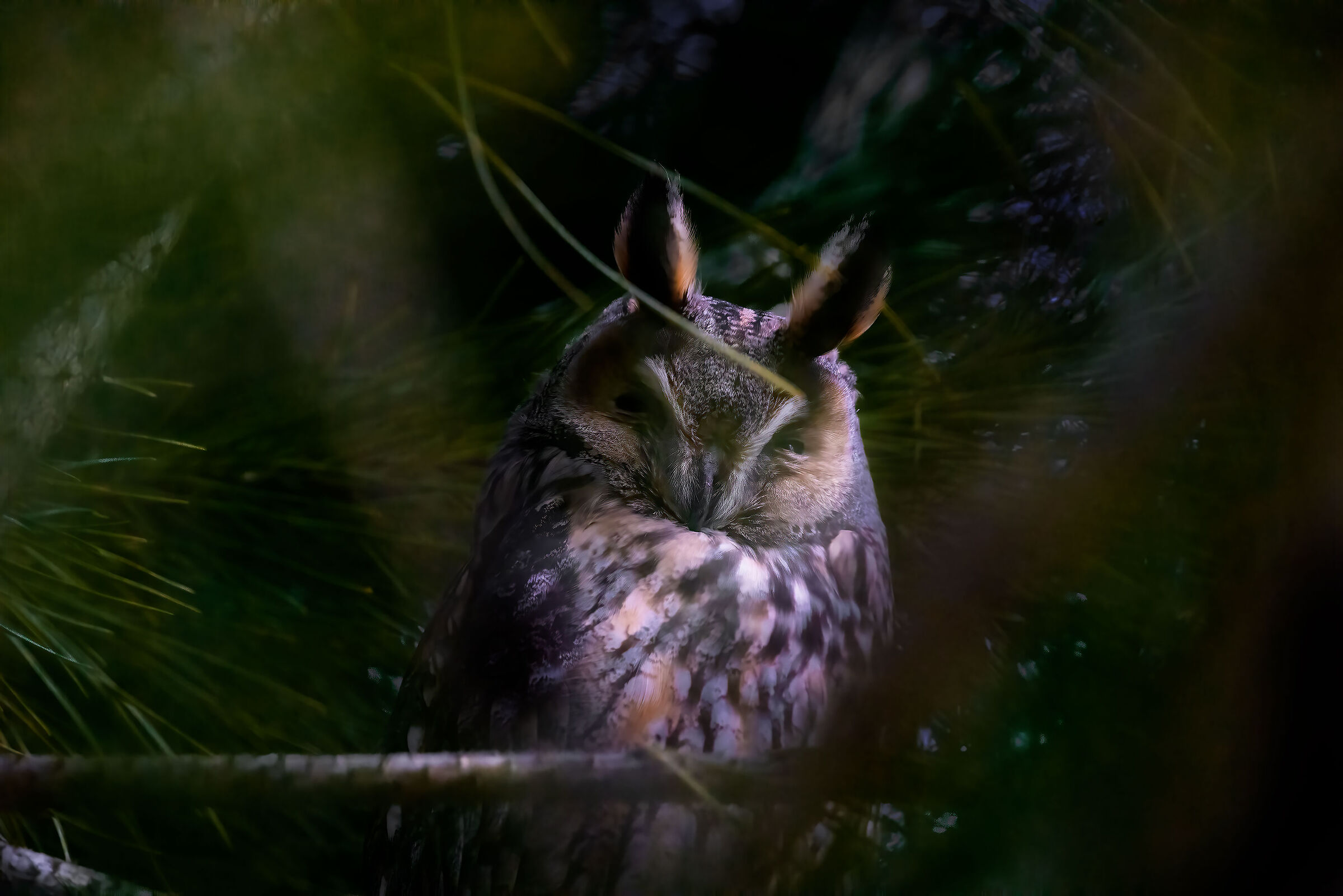 Dormant common owl