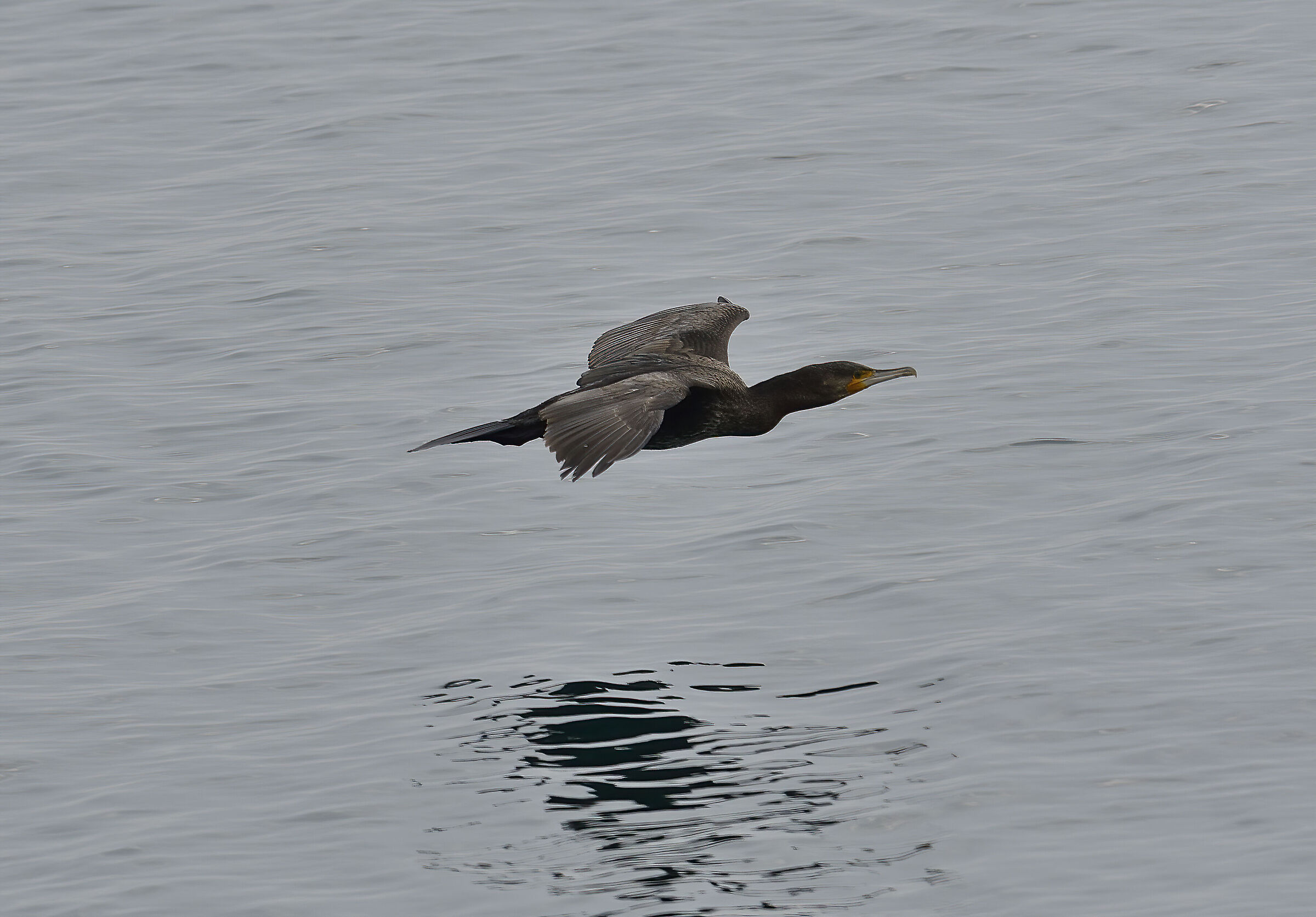 Cormorant in sly flight