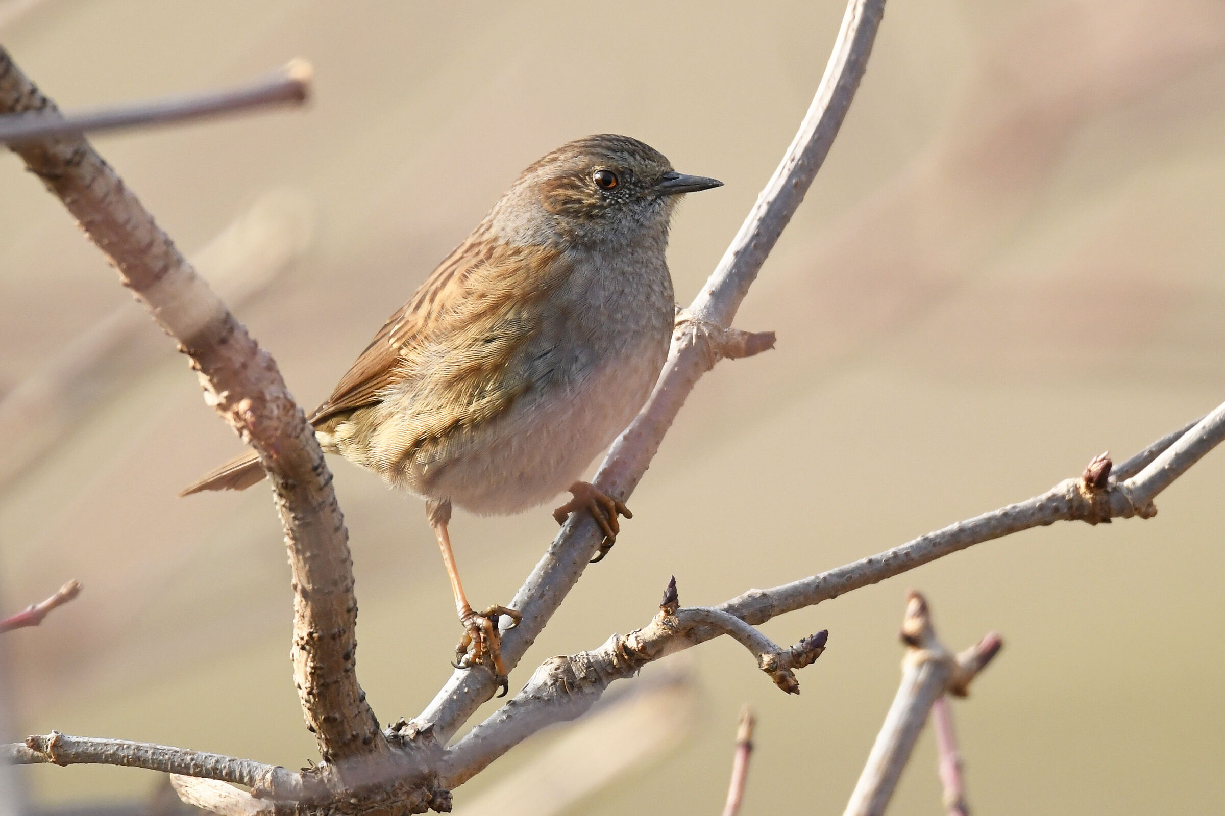Flounder (Dunnock)