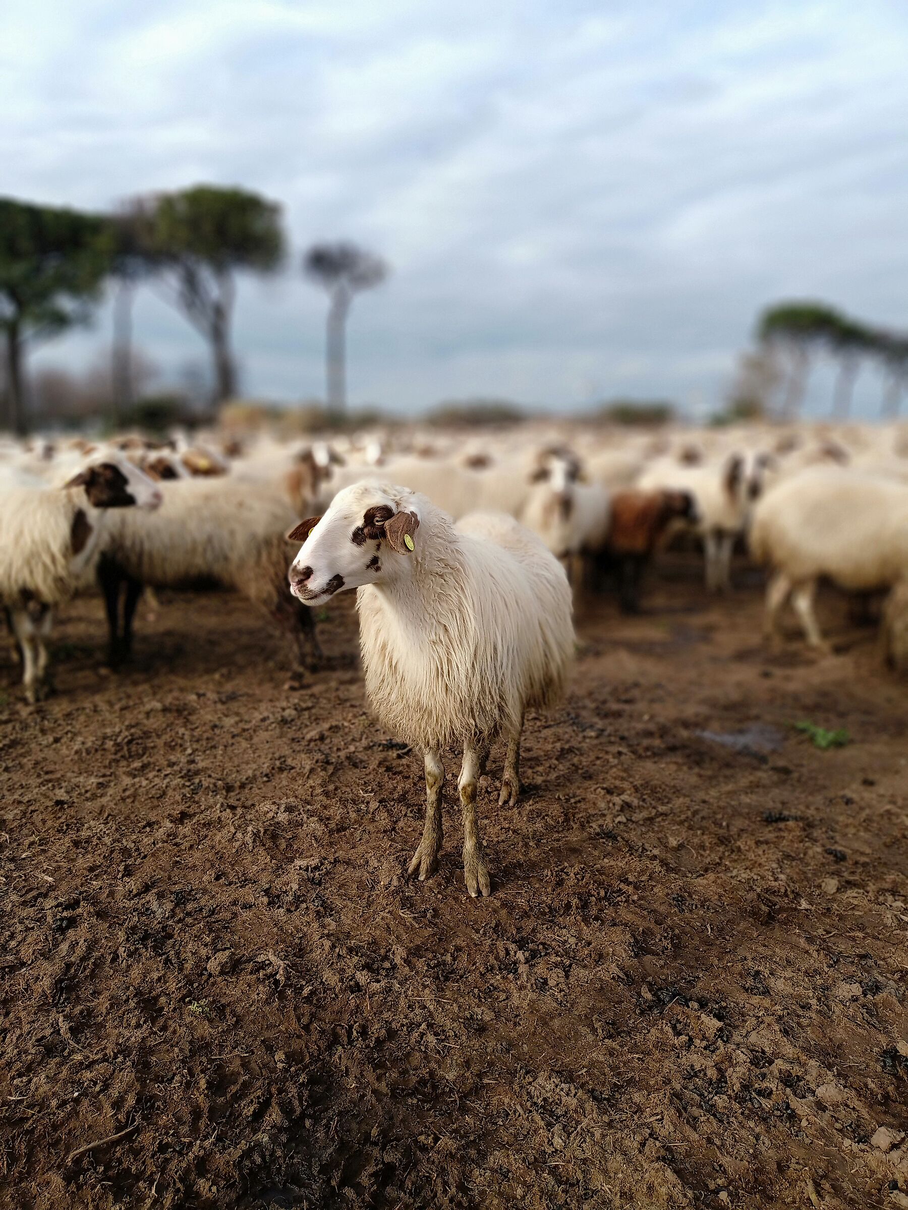 La prima della classe